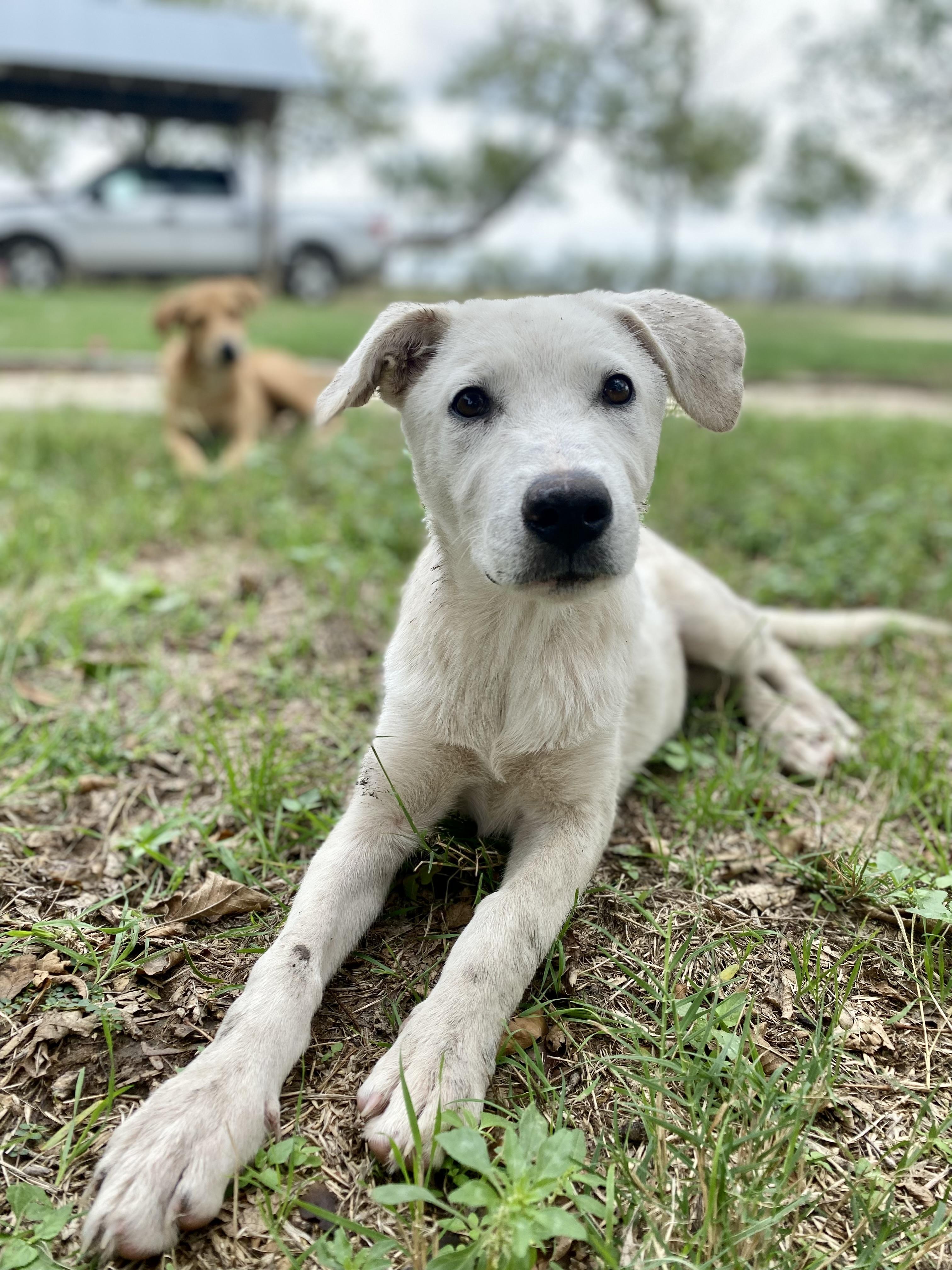 Enlarge Millie, a Adoptable mixed breed in Johnson City, TX image 2/3