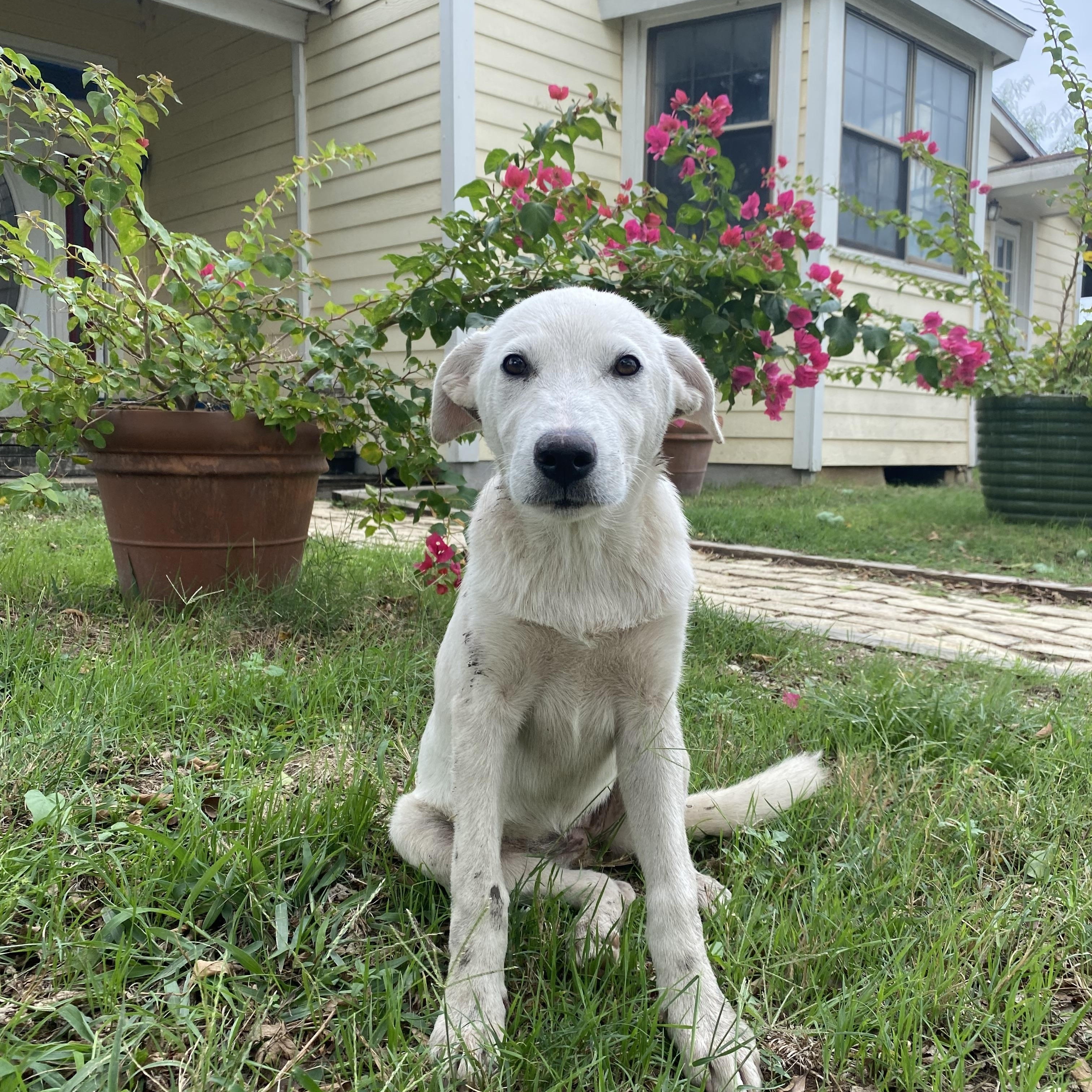 Enlarge Millie, a Adoptable mixed breed in Johnson City, TX image 3/3