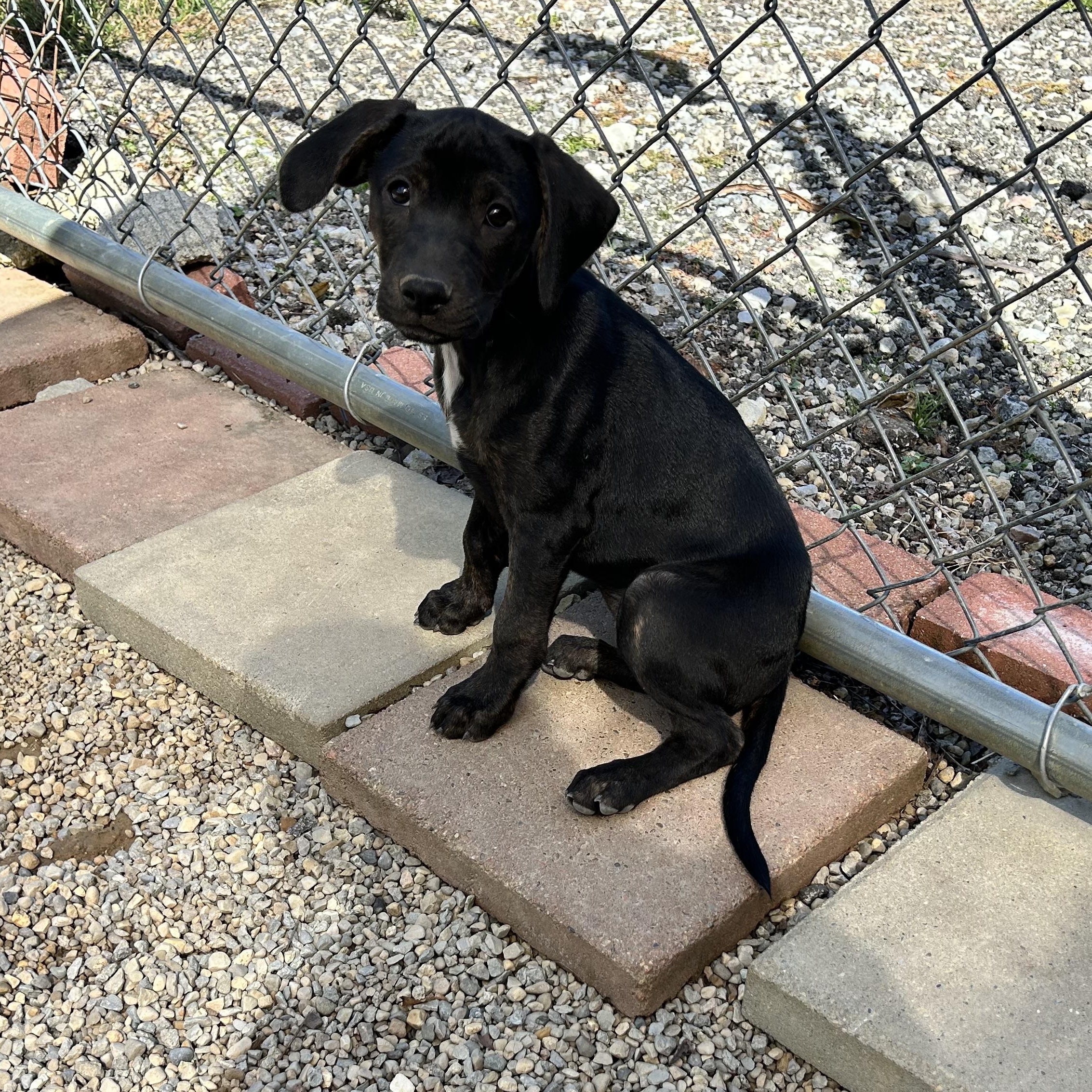 .GINGER-URGENT, Adoptable, Puppy Female Boxer & Pit Bull Terrier.