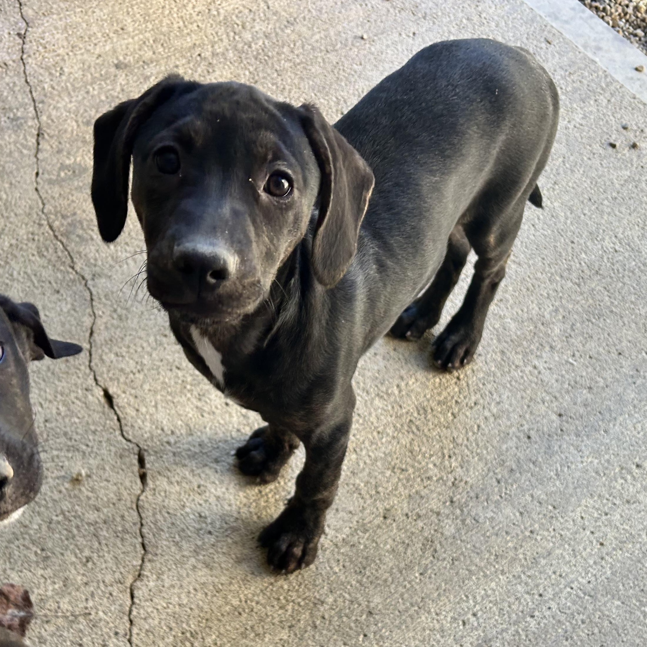 .GINGER-URGENT, Adoptable, Puppy Female Hound & Boxer.