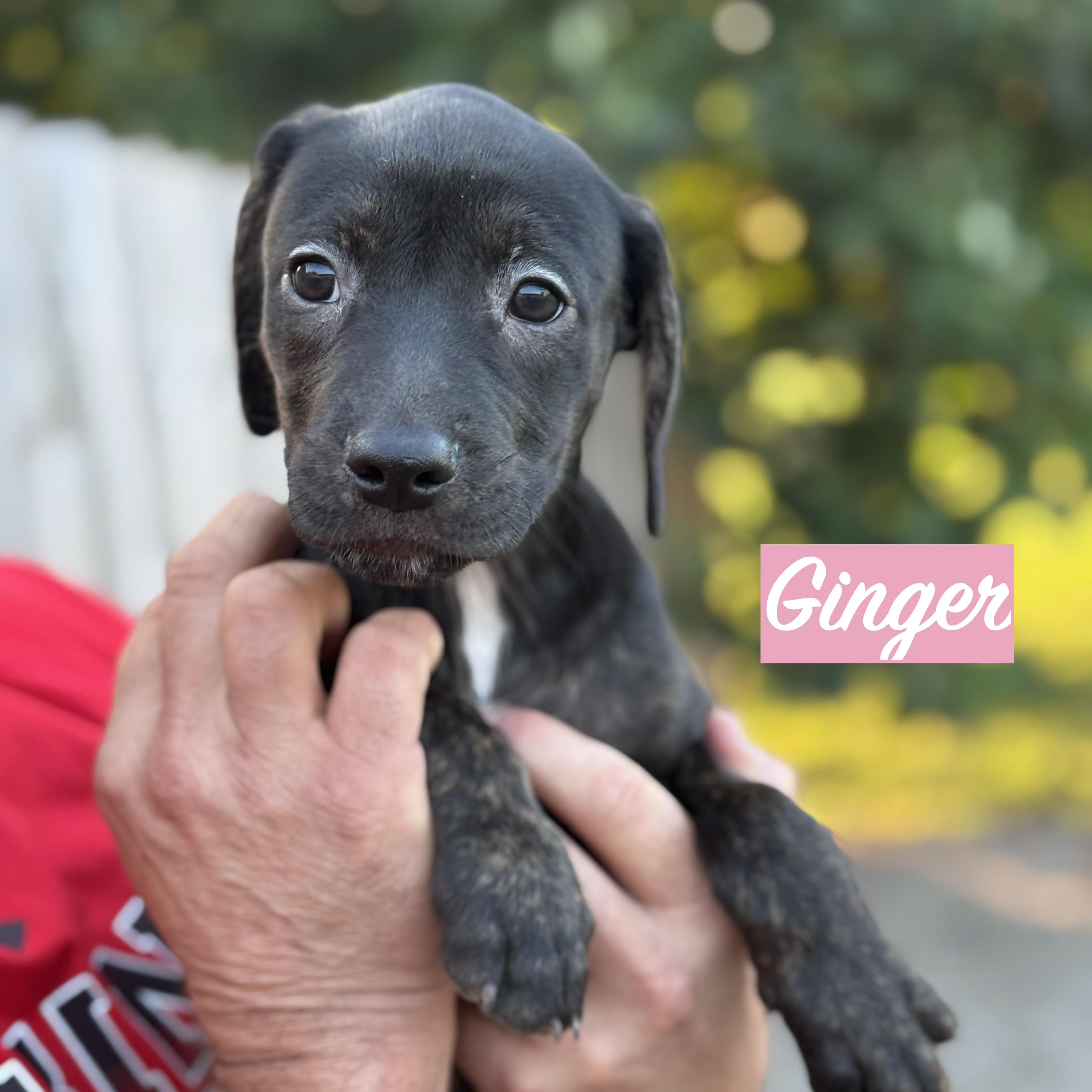 Enlarge .GINGER, a Adoptable mixed breed in Wilmington, OH image 2/3