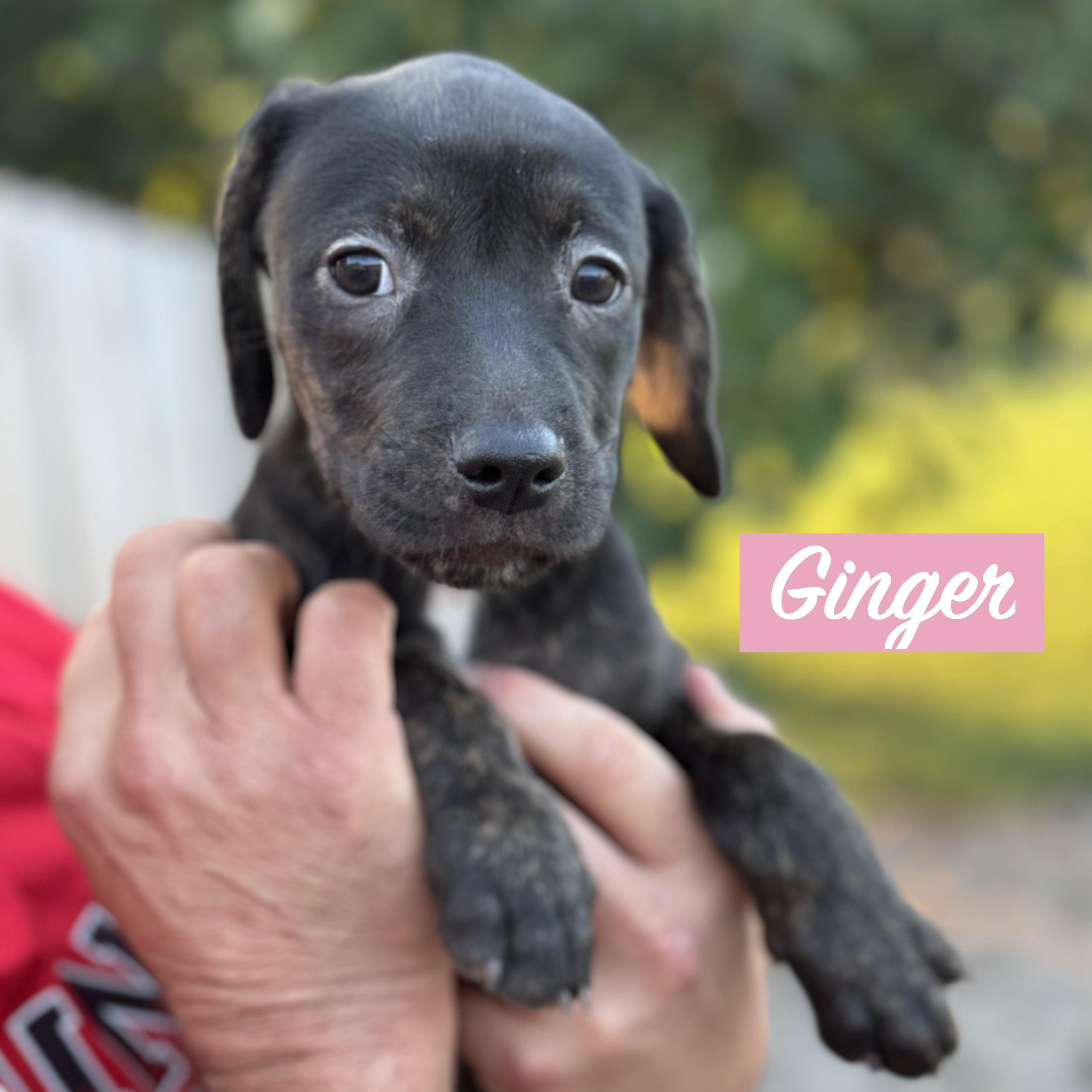 Enlarge .GINGER, a Adoptable mixed breed in Wilmington, OH image 1/3