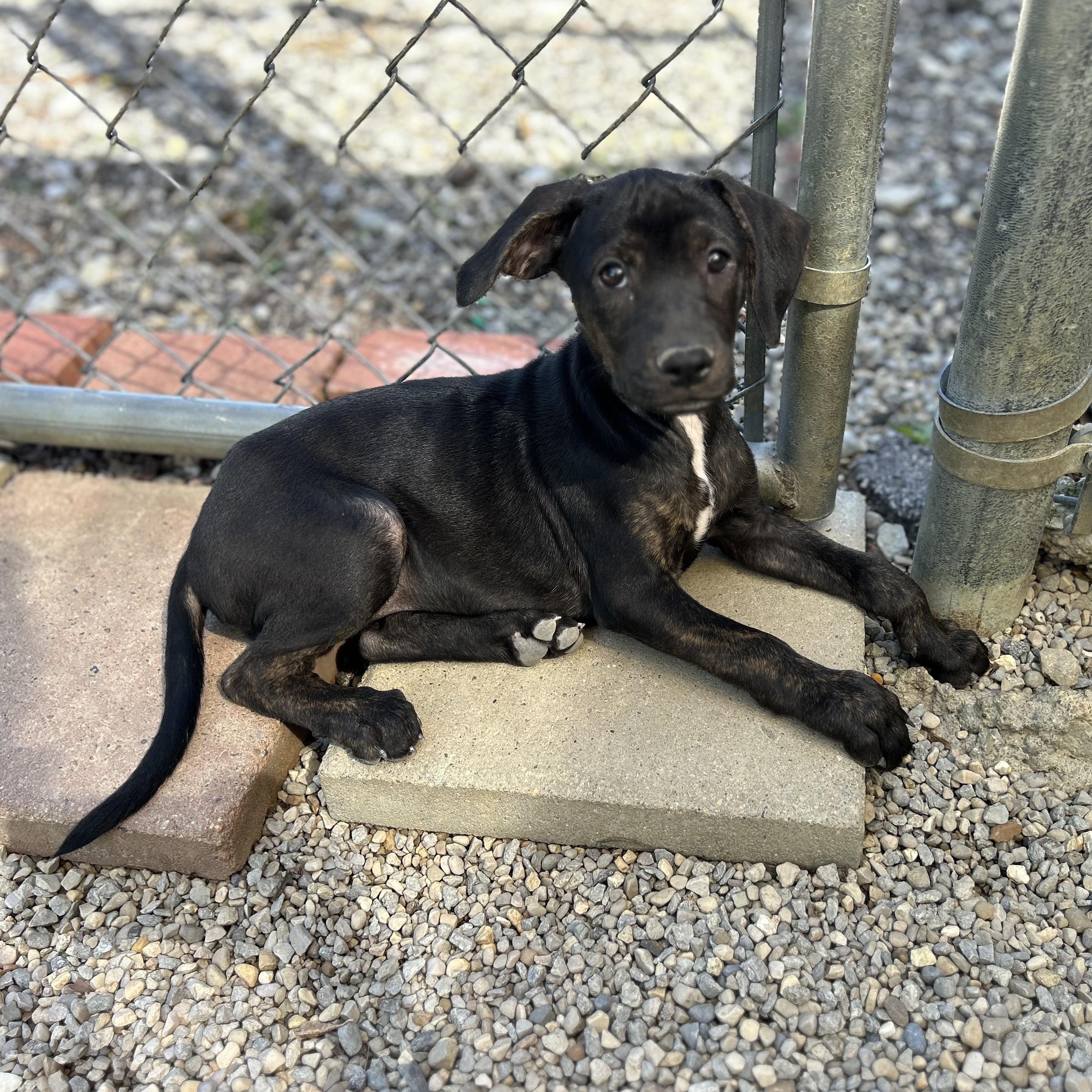Enlarge .GINGER-URGENT, a Adoptable mixed breed in Wilmington, OH image 2/6