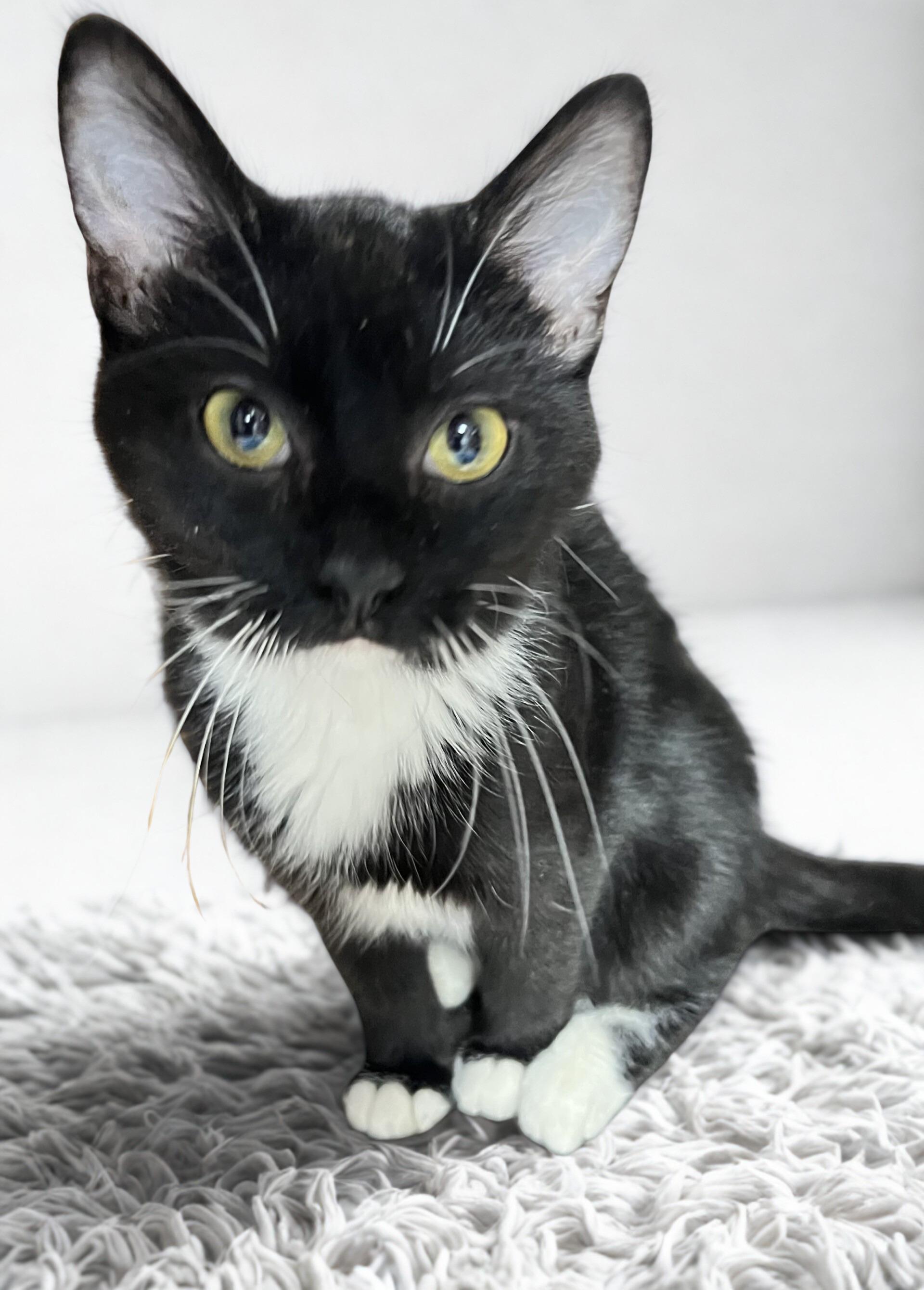Felix, a Adoptable mixed breed in Mesa, AZ image 3/4
