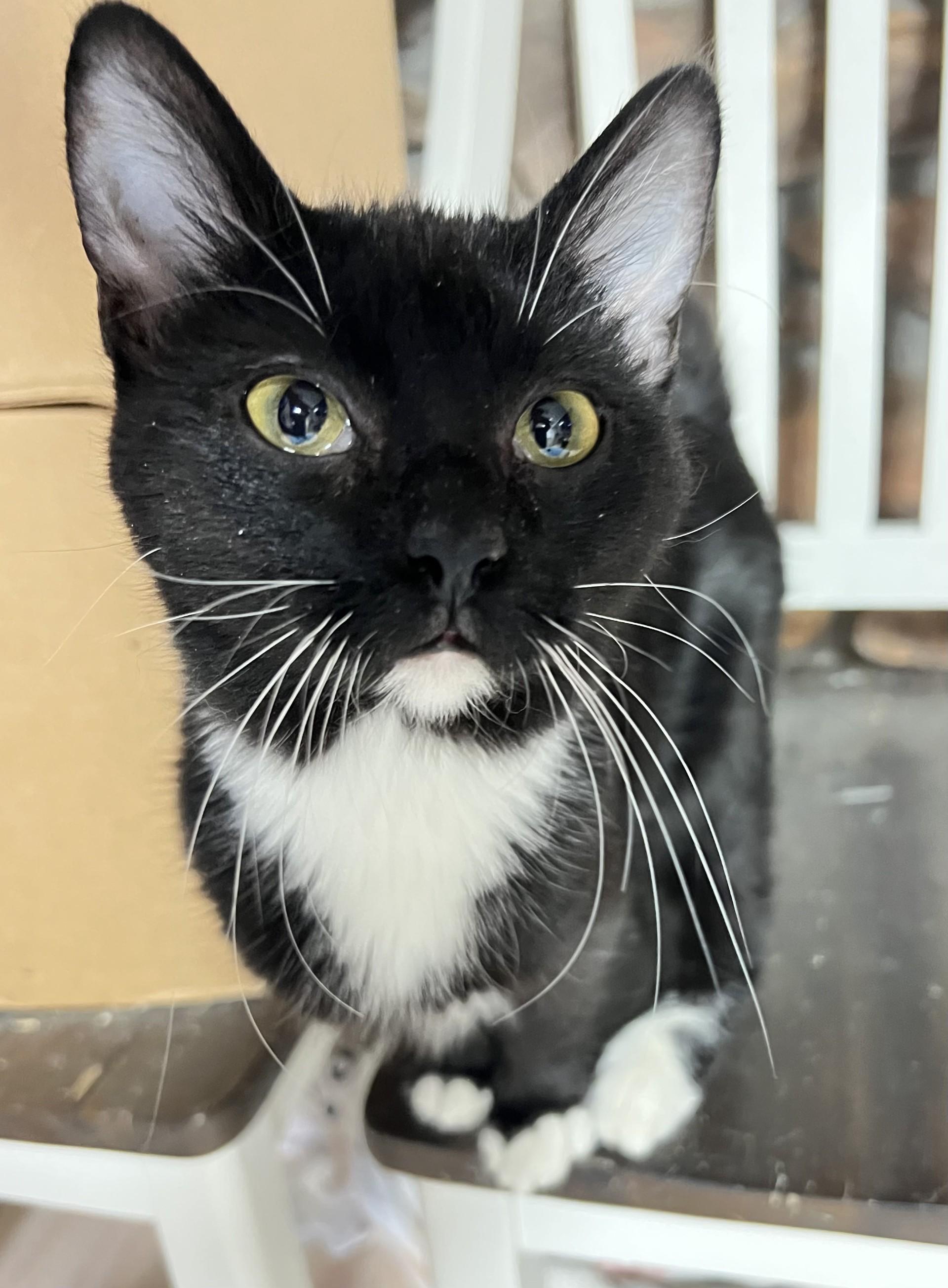 Felix, a Adoptable mixed breed in Mesa, AZ image 4/4