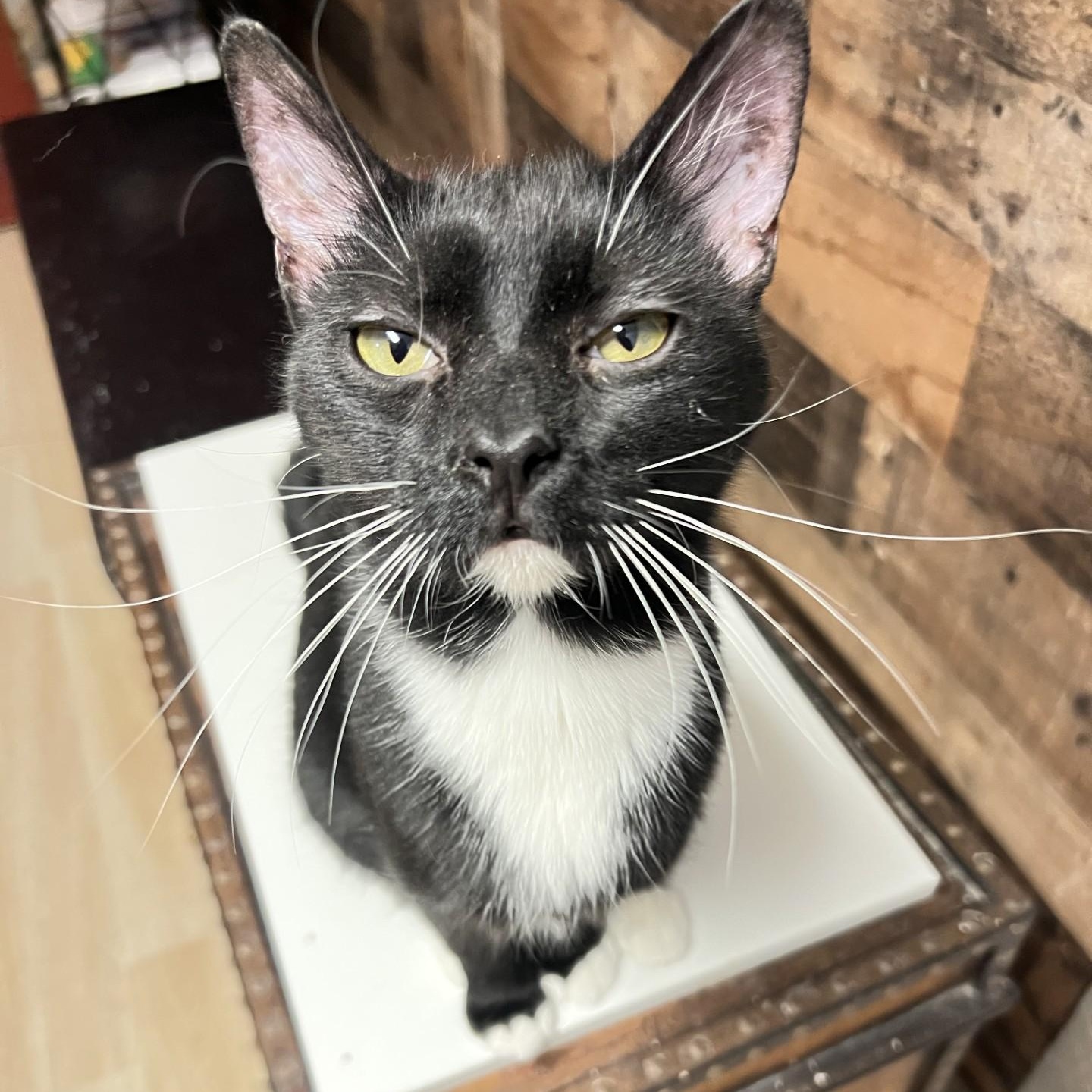 Felix, Adoptable, Young Male Tuxedo & Domestic Short Hair.