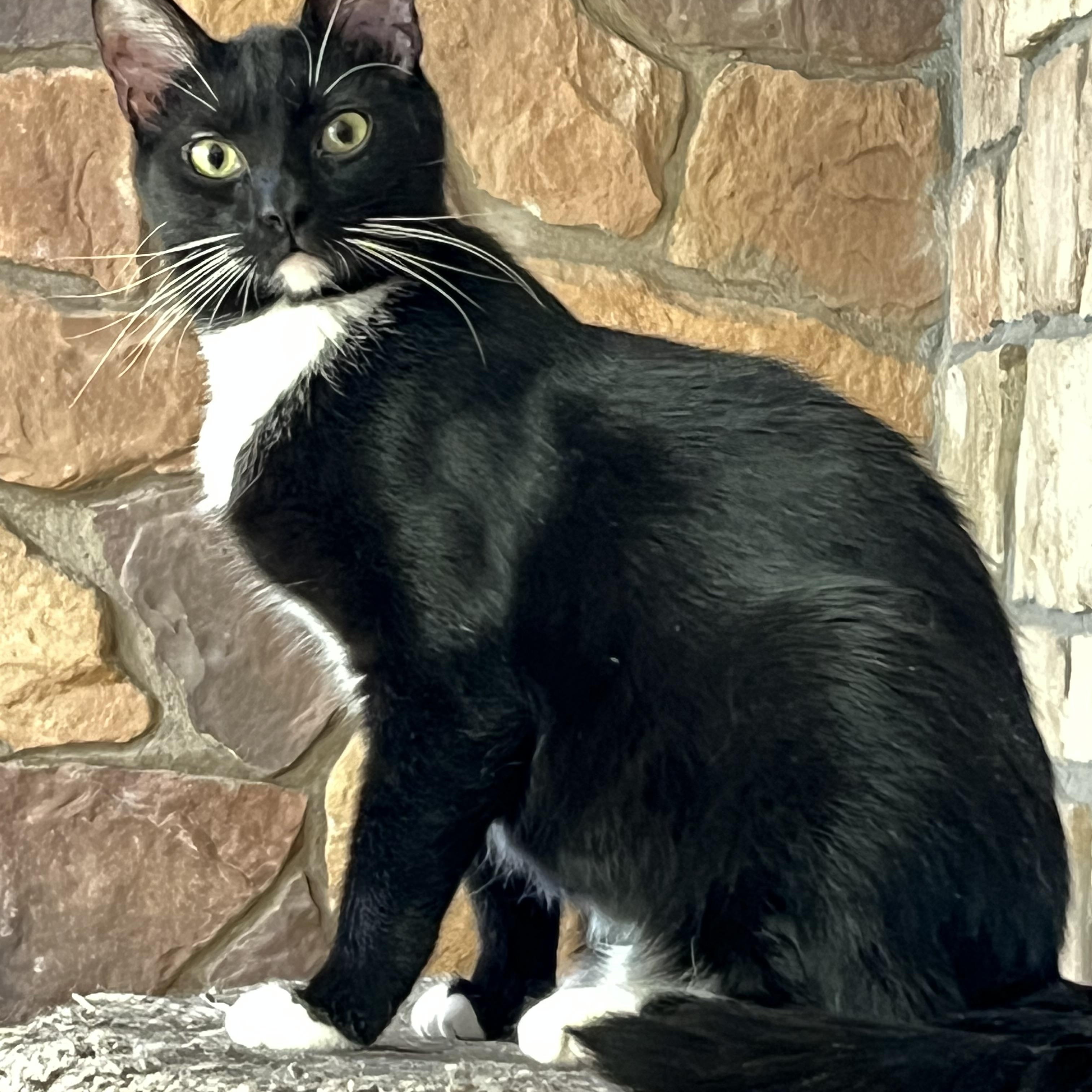 Felix, Adoptable, Young Male Tuxedo & Domestic Short Hair.