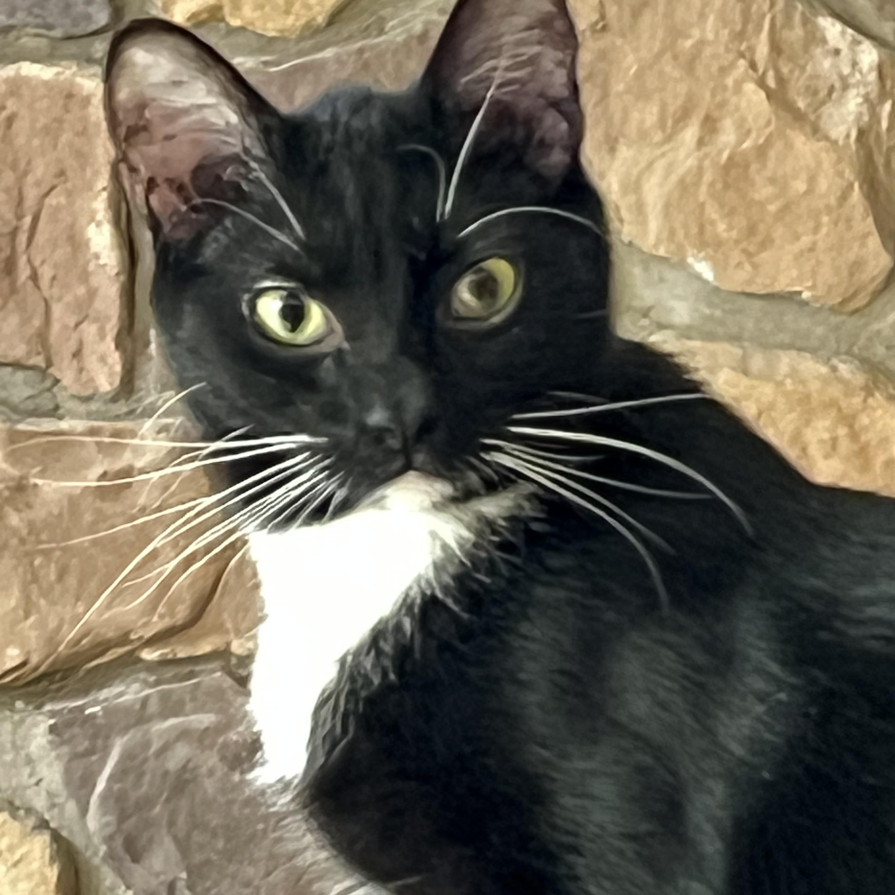 Enlarge Felix, a Adoptable mixed breed in Mesa, AZ image 3/6