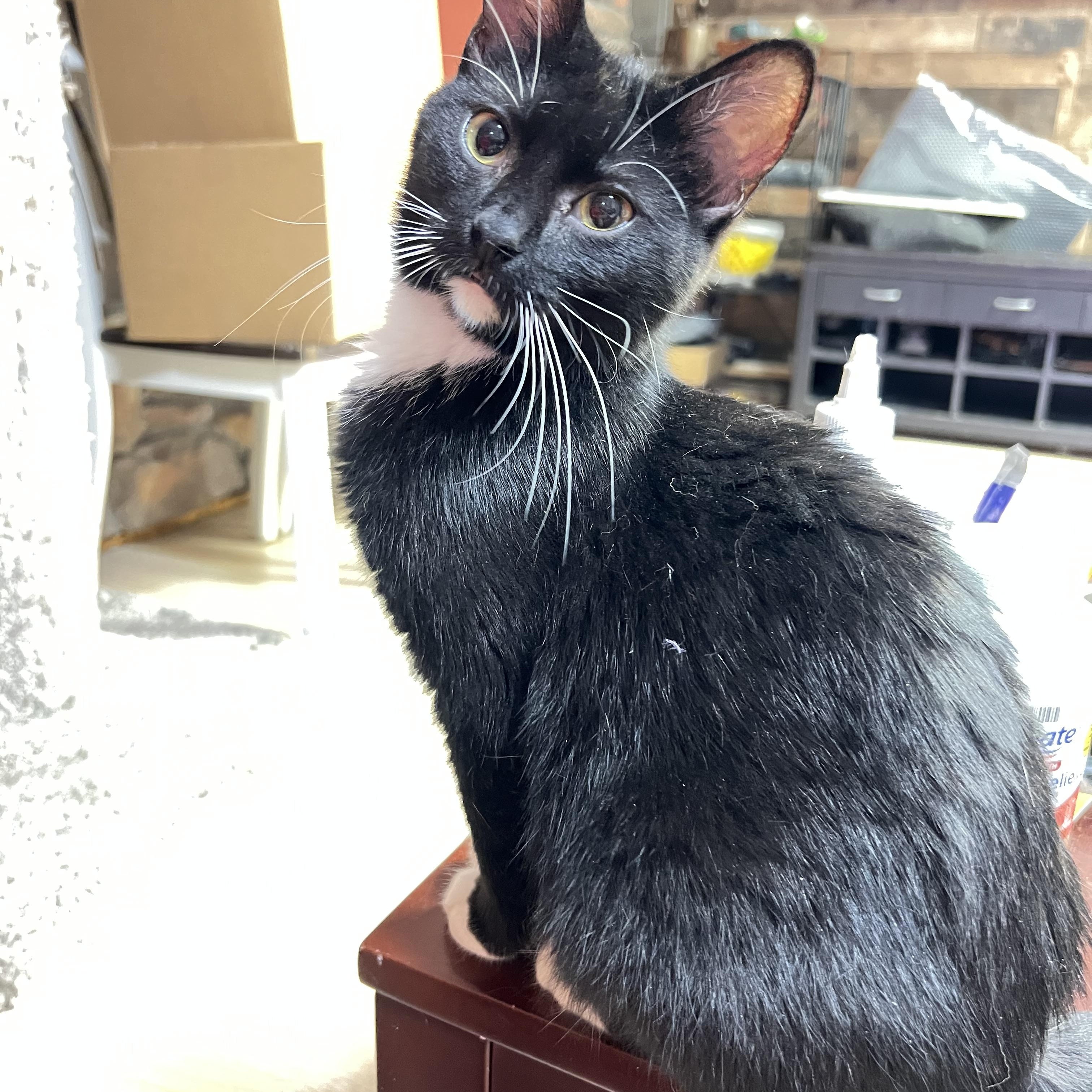 Enlarge Felix, a Adoptable mixed breed in Mesa, AZ image 6/6