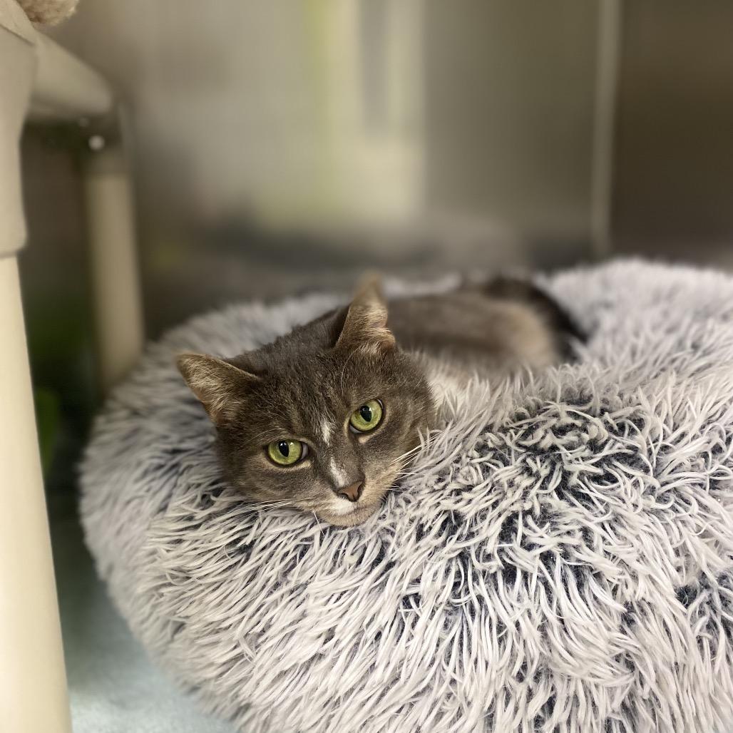 Enlarge Bastet The Imposter (Aphrodite), a Adoptable Domestic Short Hair in Canastota, NY image 1/5