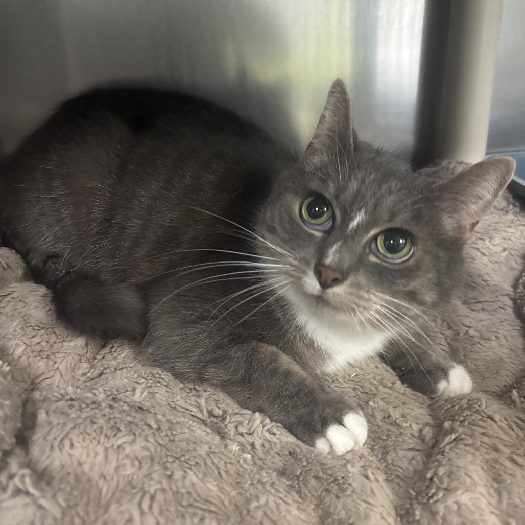 Enlarge Bastet The Imposter (Aphrodite), a Adoptable Domestic Short Hair in Canastota, NY image 3/5