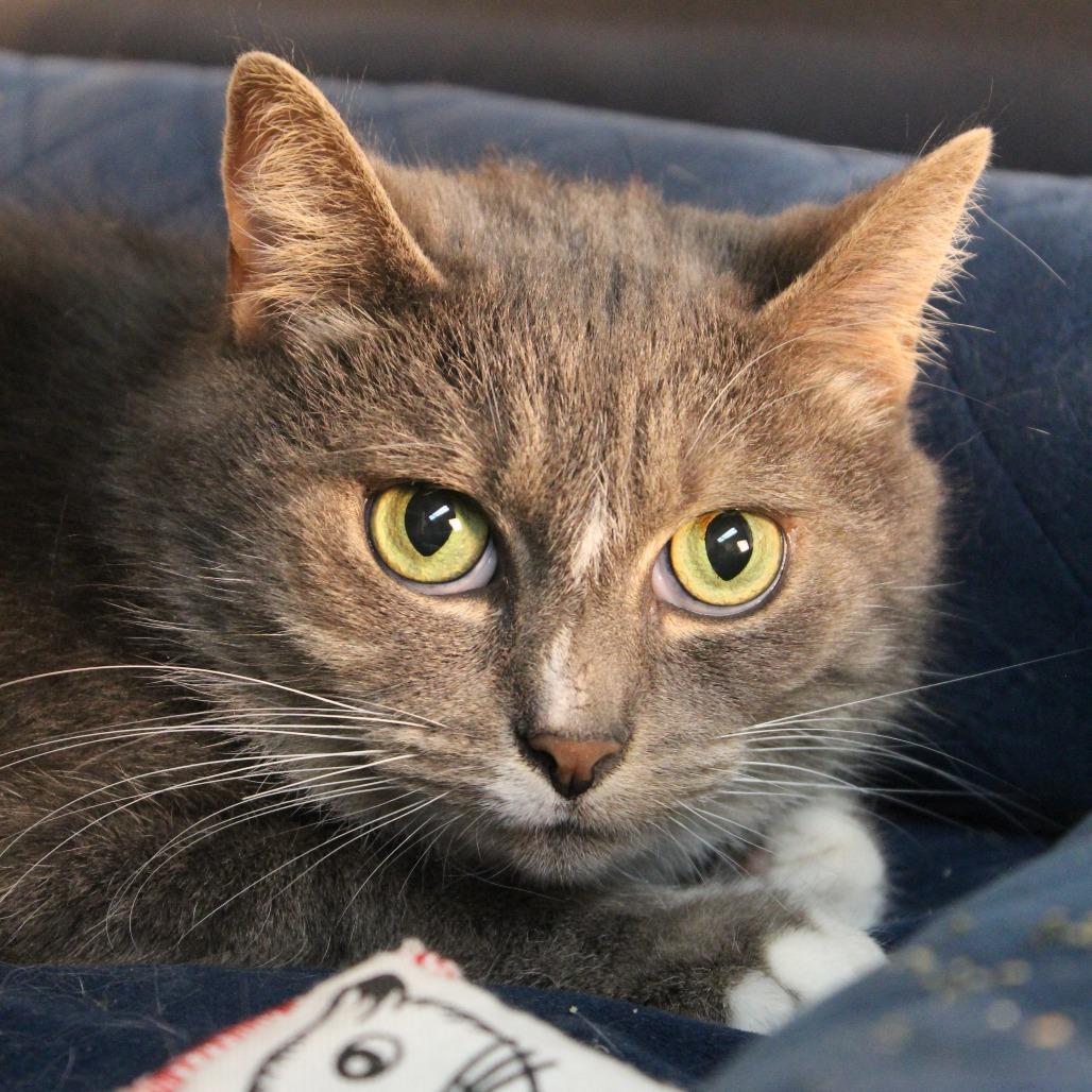 Enlarge Bastet The Imposter (Aphrodite), a Adoptable Domestic Short Hair in Canastota, NY image 4/5