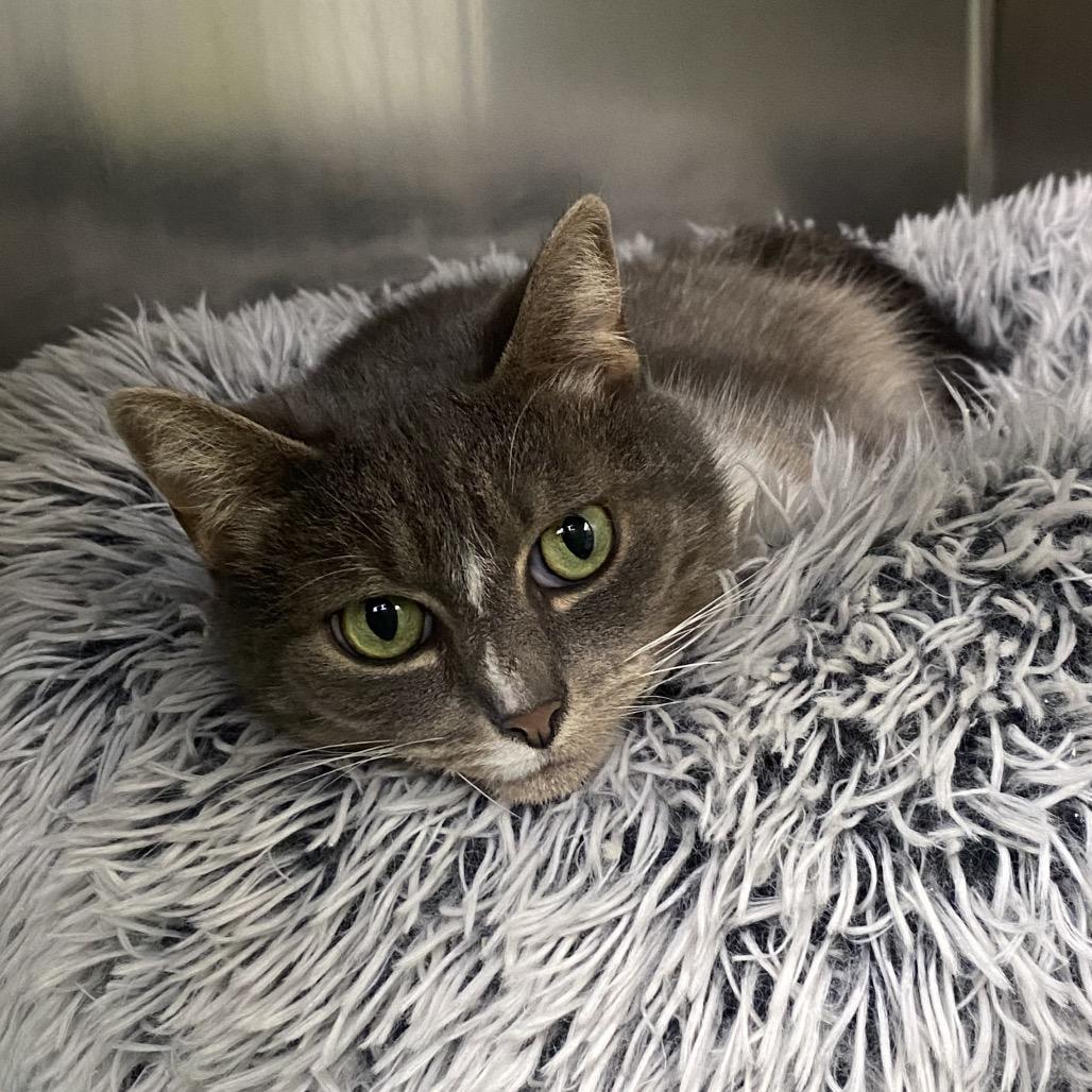 Enlarge Bastet The Imposter (Aphrodite), a Adoptable Domestic Short Hair in Canastota, NY image 5/5