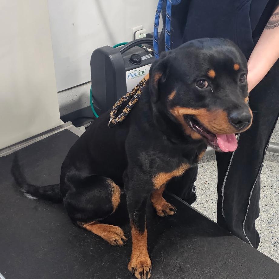 Enlarge Steel, a ADOPTABLE Rottweiler in Danbury, CT image 1/1