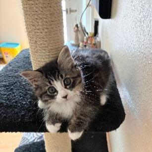 Gypsy, Adoptable, Kitten Female Domestic Long Hair & Domestic Long Hair.