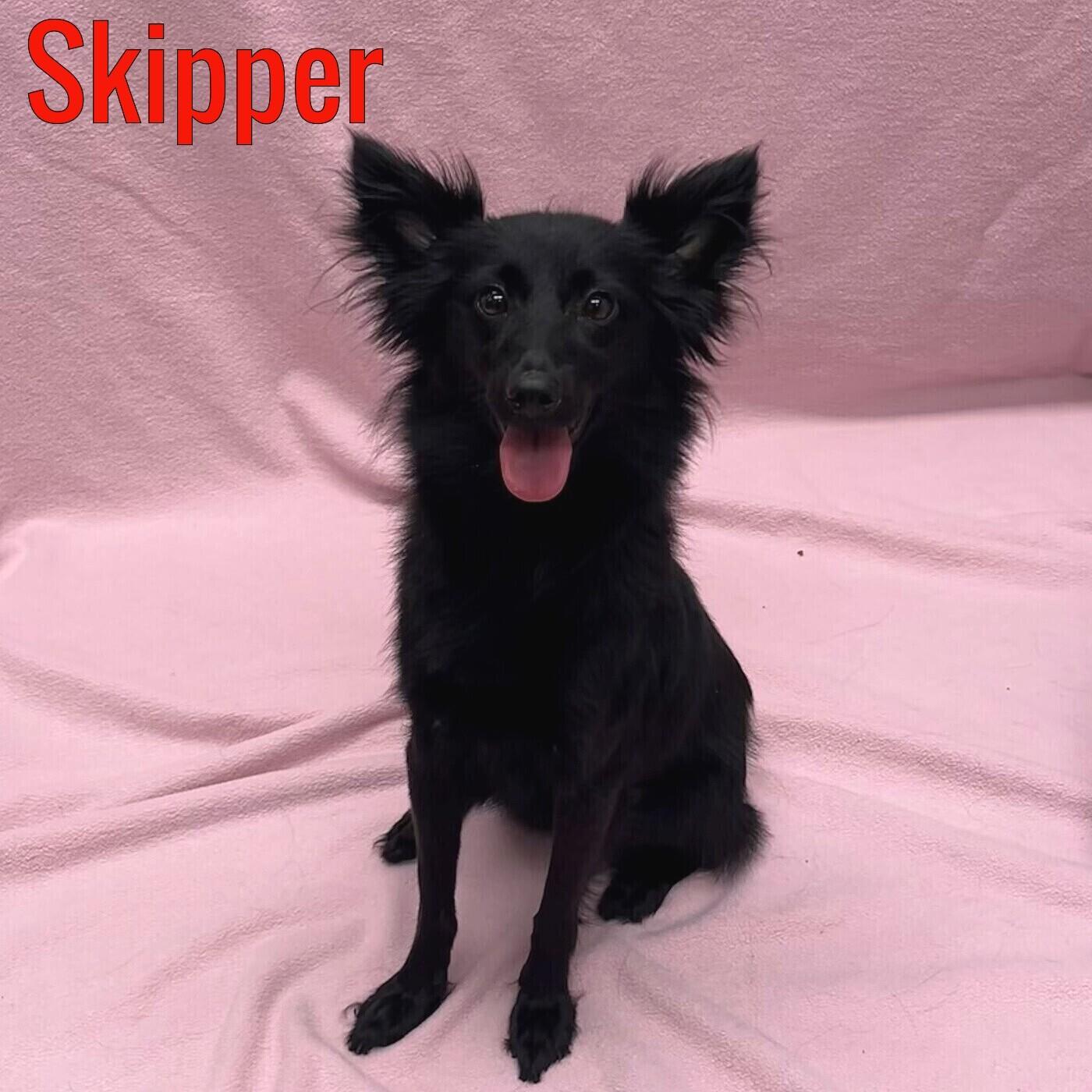 Skipper, an adoptable Schipperke in Pleasantville, NJ, 08232 | Photo Image 1