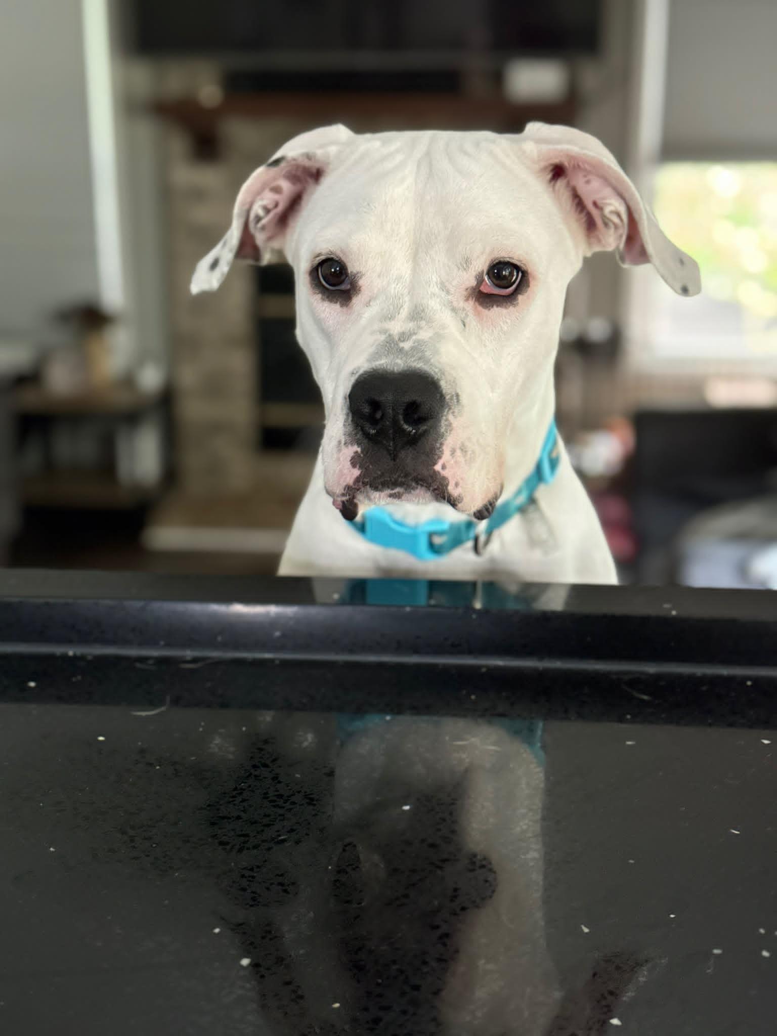 Chorizo, an adoptable mixed breed in Palatine, IL image 3/4