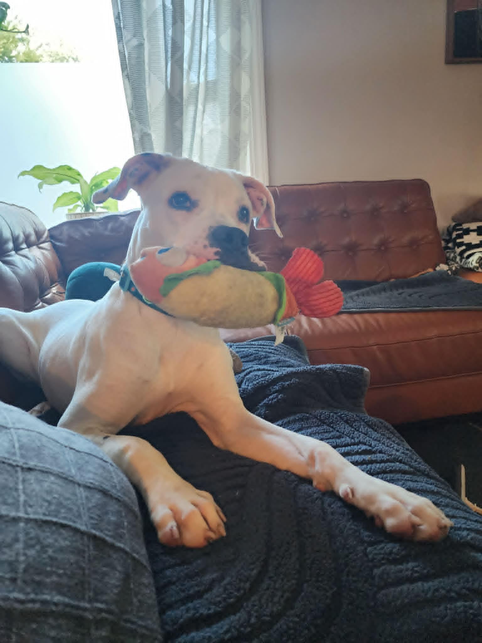 Chorizo, an adoptable mixed breed in Palatine, IL image 4/4