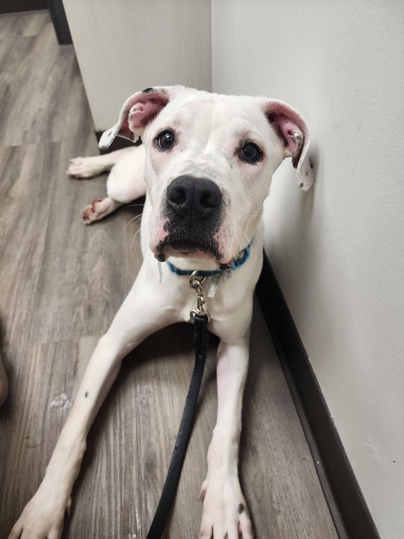 Chorizo, adoptable, Puppy Male American Bulldog & Mixed Breed.