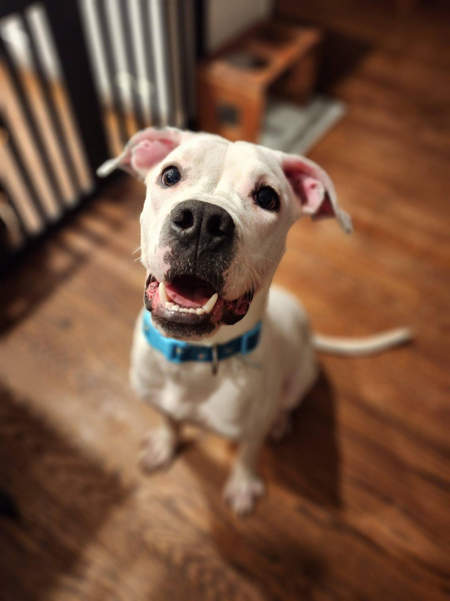 Chorizo, an adoptable mixed breed in Palatine, IL image 2/4