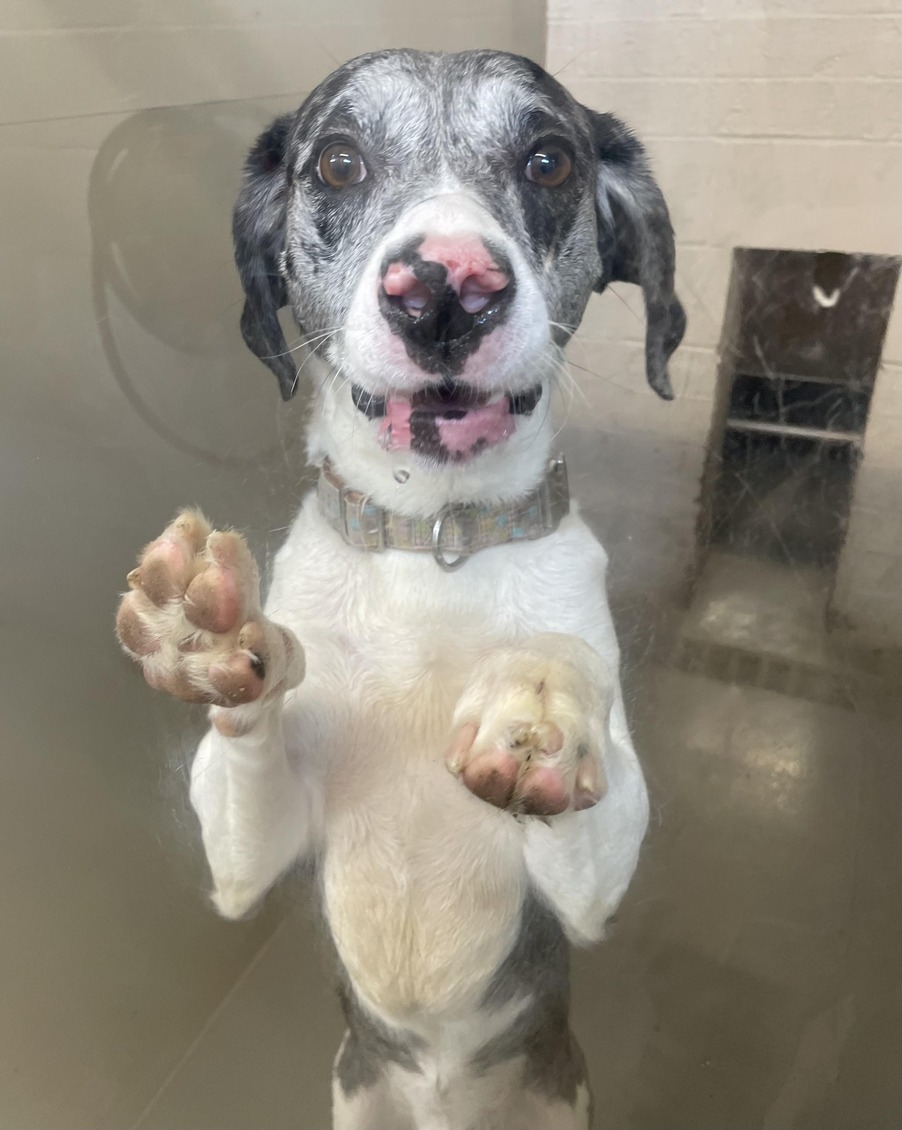 Enlarge Leo ADOPTED, an adopted mixed breed in Canton, OH image 5/6