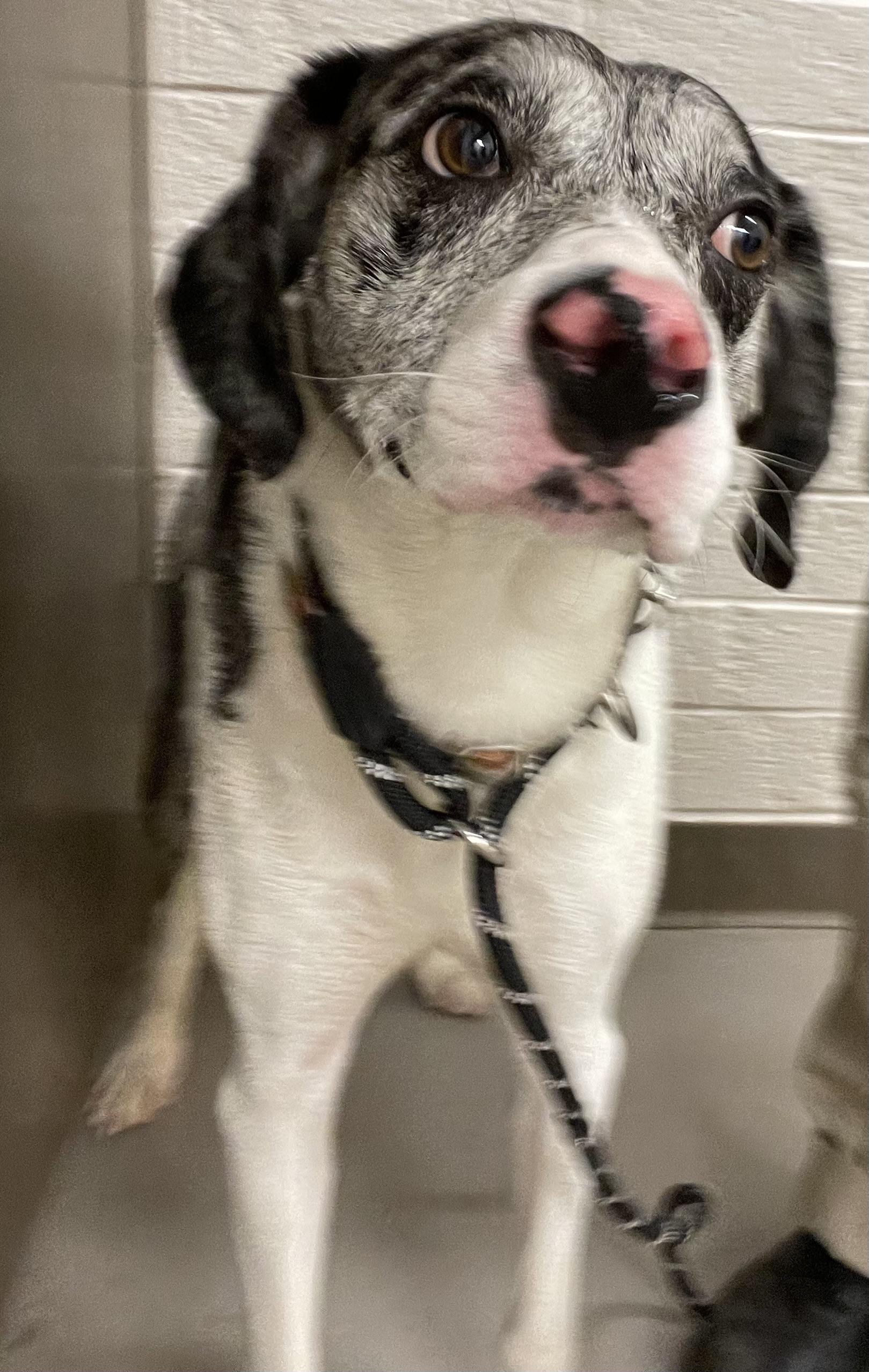 Enlarge Leo ADOPTED, an adopted mixed breed in Canton, OH image 4/6