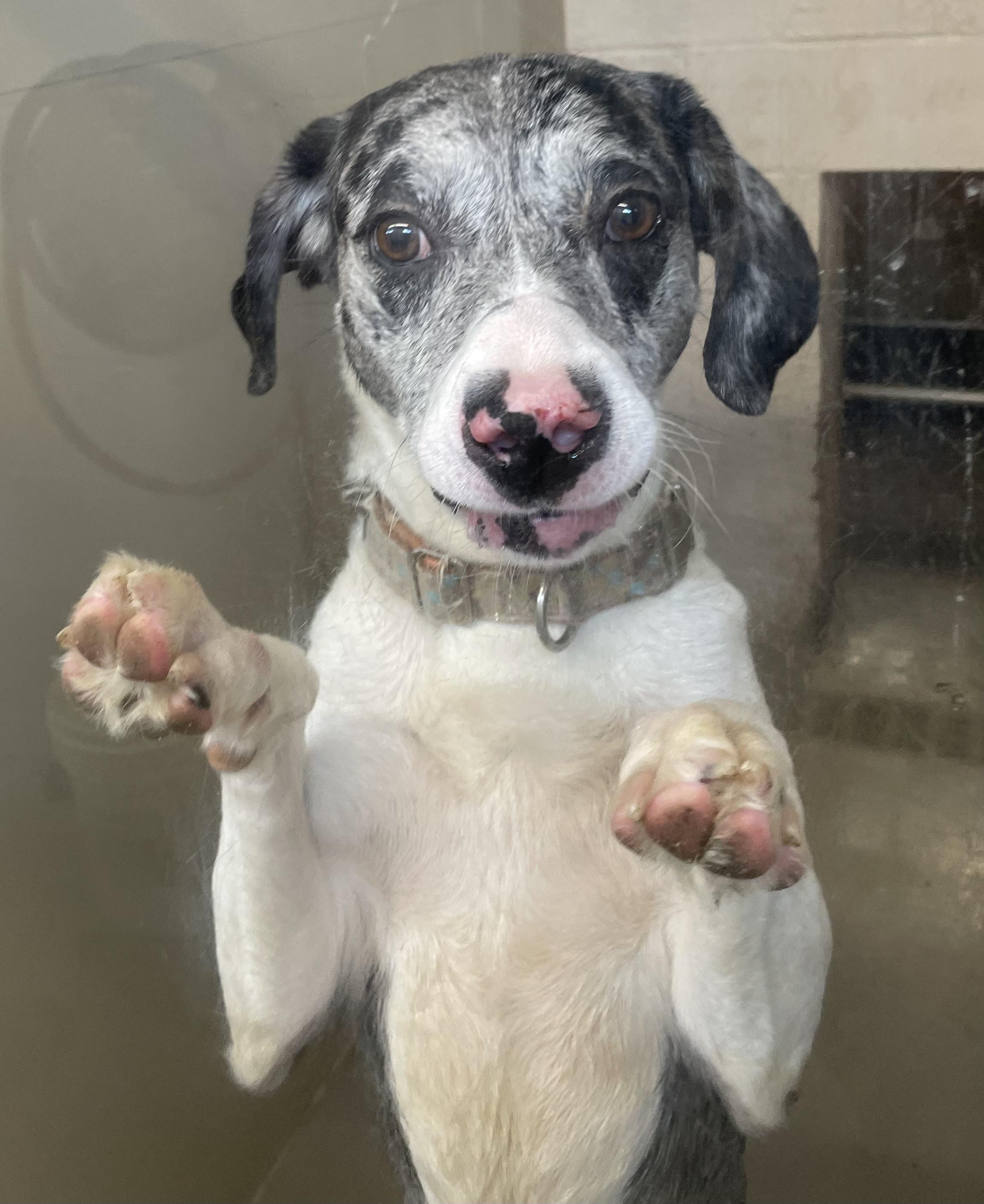 Enlarge Leo ADOPTED, an adopted mixed breed in Canton, OH image 2/6