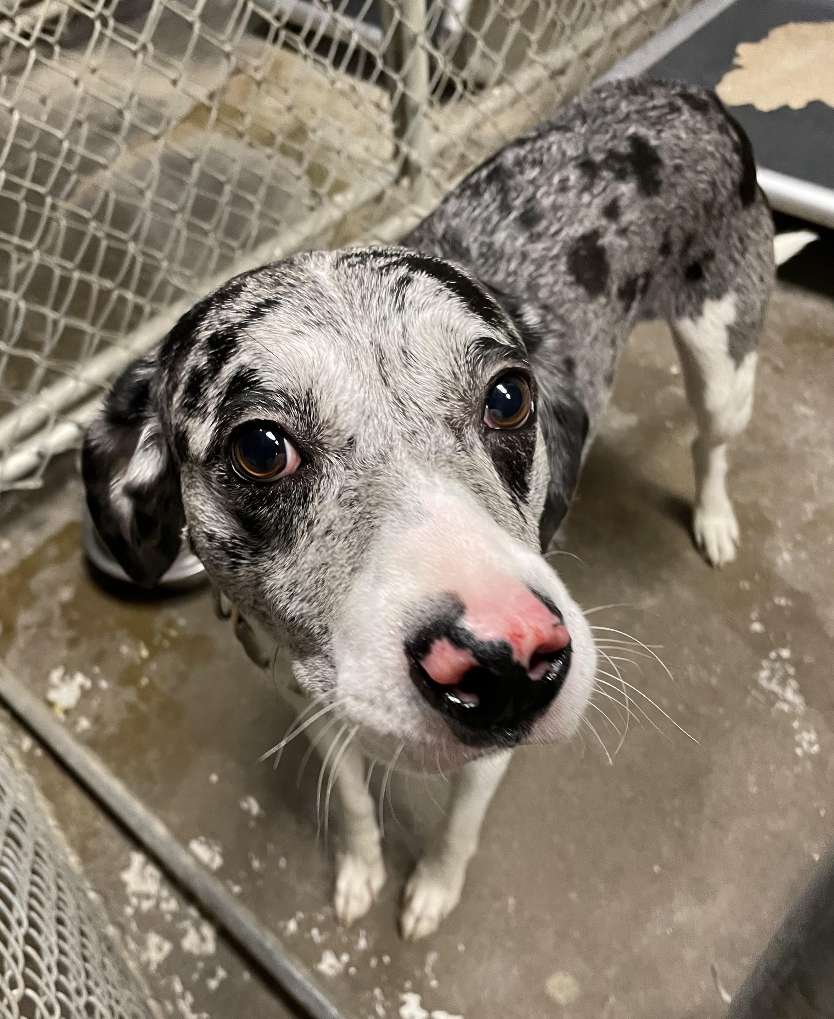 Enlarge Leo ADOPTED, an adopted mixed breed in Canton, OH image 6/6