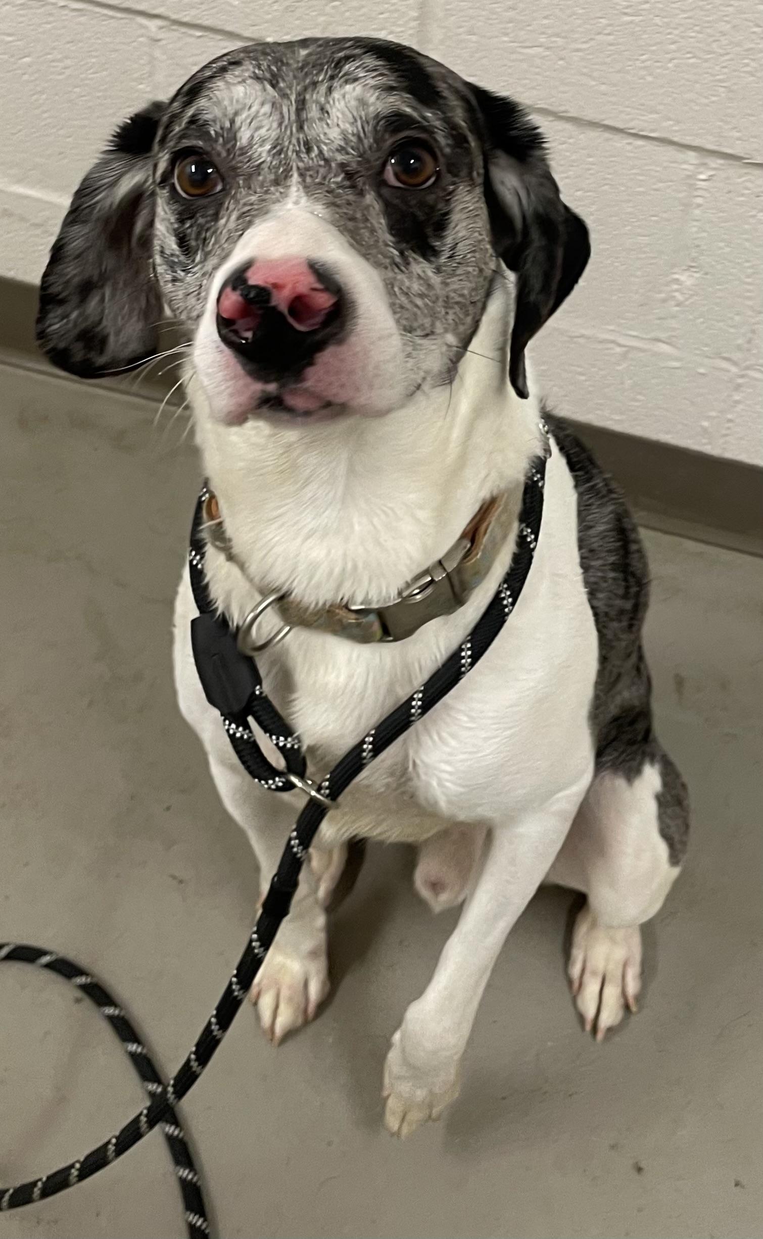 Enlarge Leo ADOPTED, an adopted mixed breed in Canton, OH image 1/6