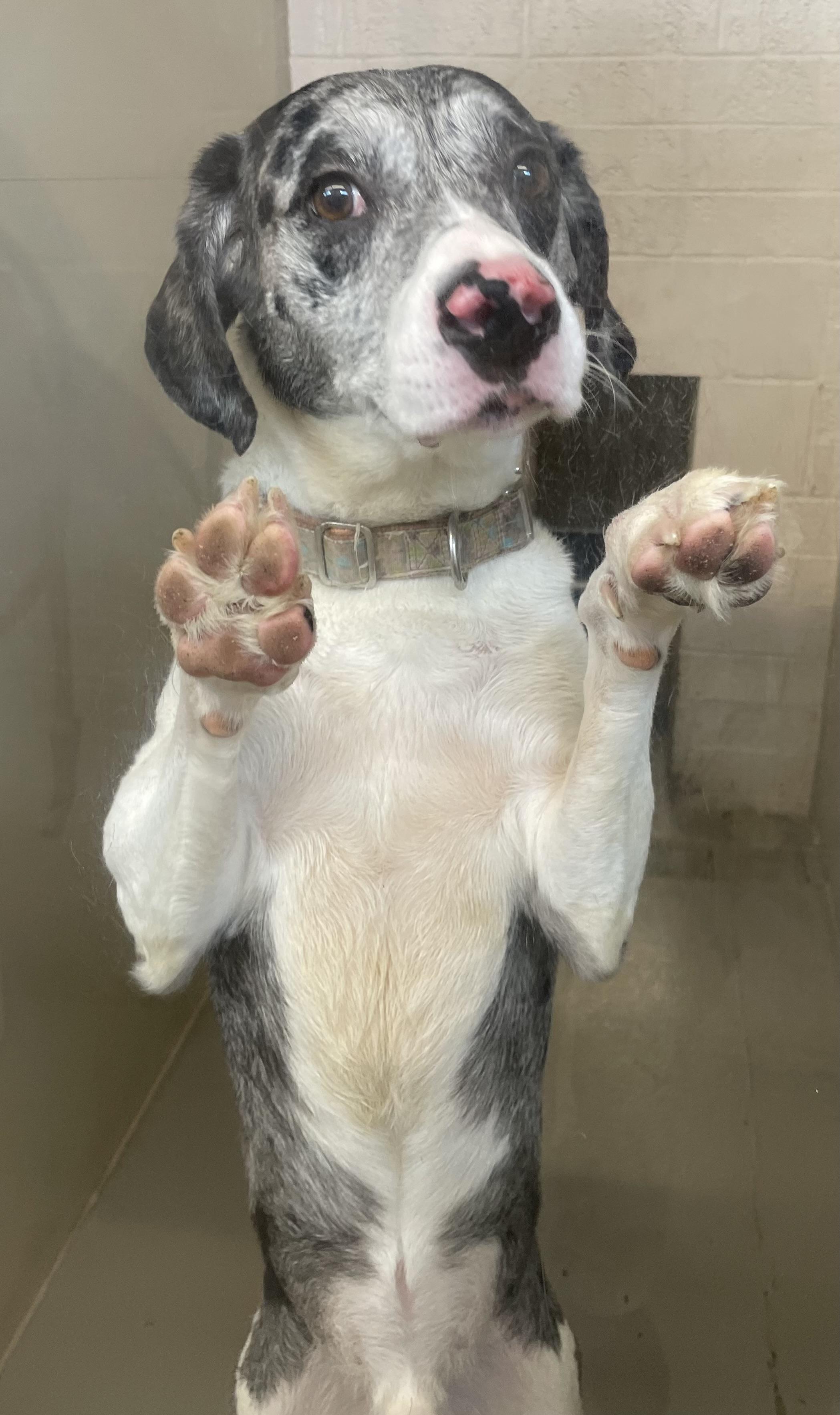 Enlarge Leo ADOPTED, an adopted mixed breed in Canton, OH image 3/6