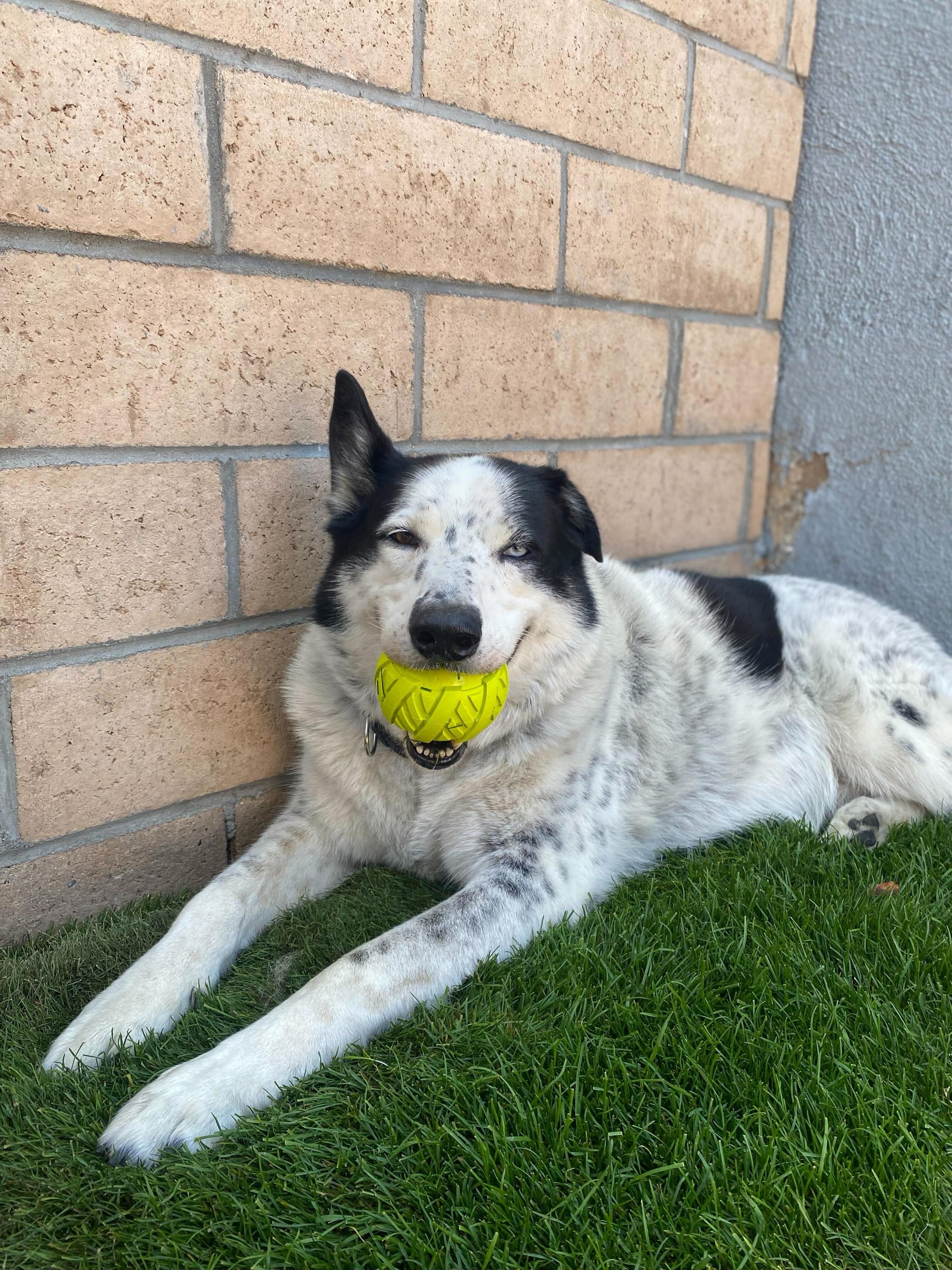 Mylo, a Adoptable mixed breed in West Hollywood, CA image 1/5