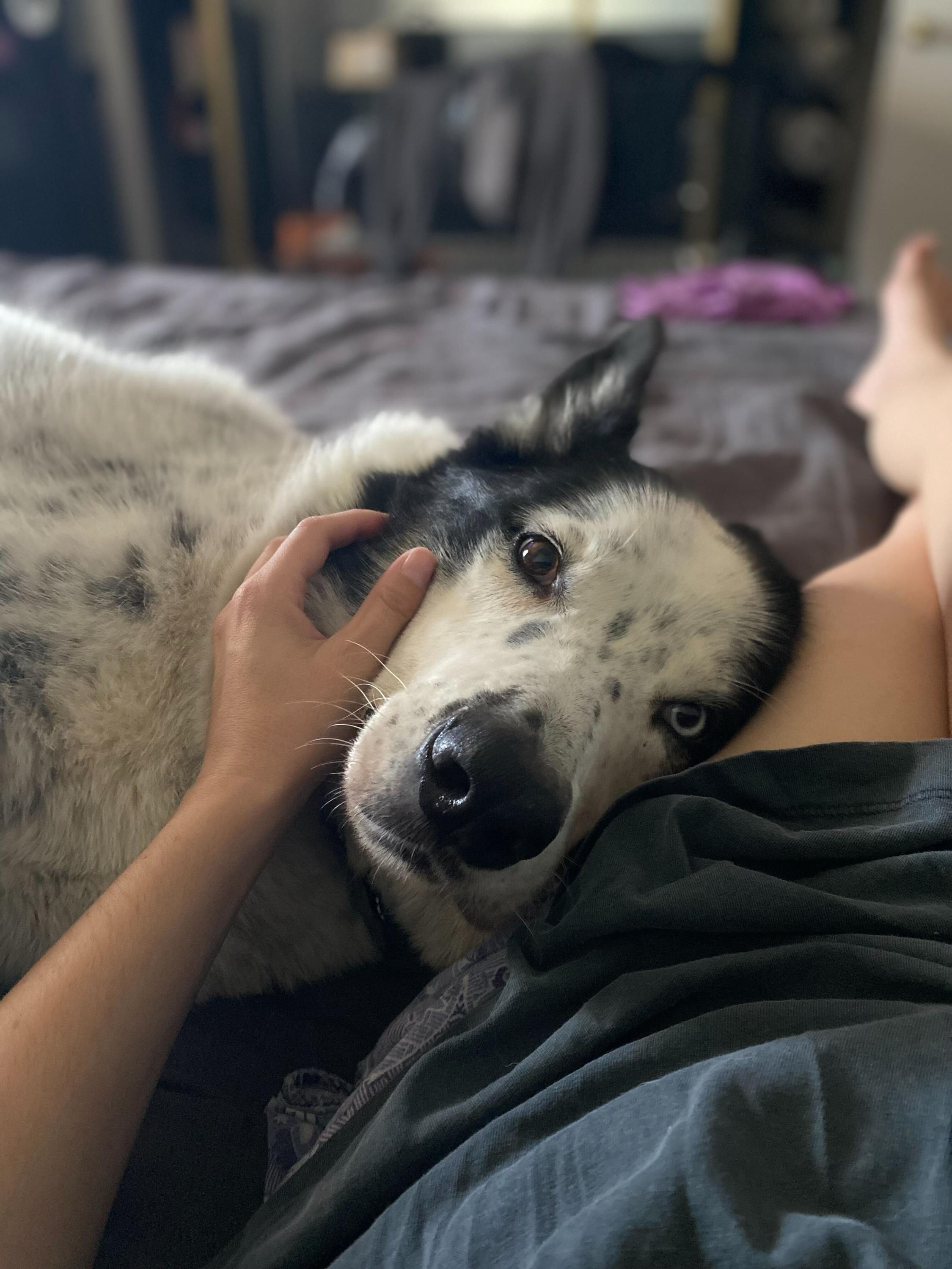 Mylo, a Adoptable mixed breed in West Hollywood, CA image 2/5