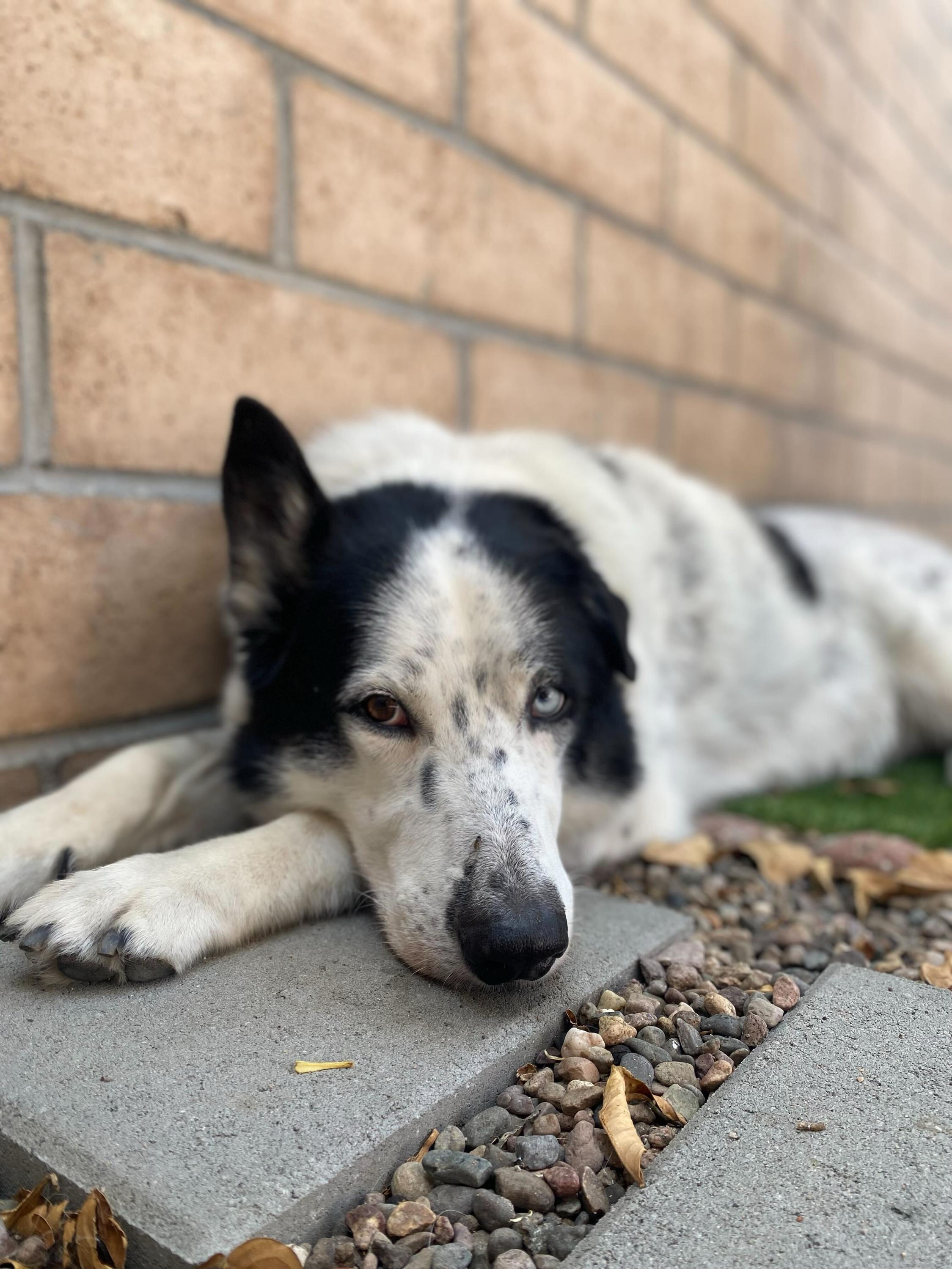 Mylo, a Adoptable mixed breed in West Hollywood, CA image 3/5