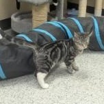 Lexi, a Adoptable Domestic Short Hair in Annapolis, MD image 5/5