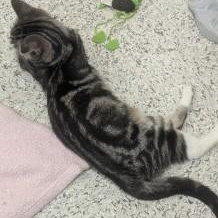 Lexi, a Adoptable Domestic Short Hair in Annapolis, MD image 3/5