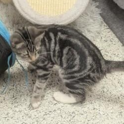 Lexi, Adoptable, Kitten Female Domestic Short Hair.