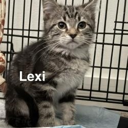 Lexi, Adoptable, Kitten Female Domestic Short Hair.