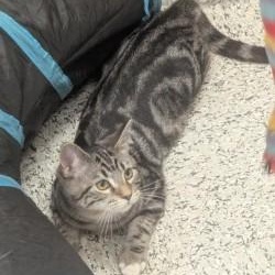 Lexi, a Adoptable Domestic Short Hair in Annapolis, MD image 4/5
