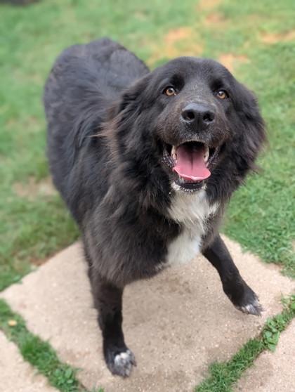 Lillian, Adoptable, Adult Female Great Pyrenees & Mixed Breed.