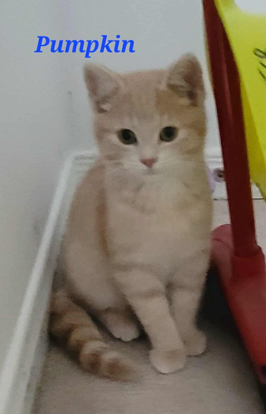 Enlarge Pumpkin, an adoptable Domestic Short Hair in Kitchener, ON image 1/2