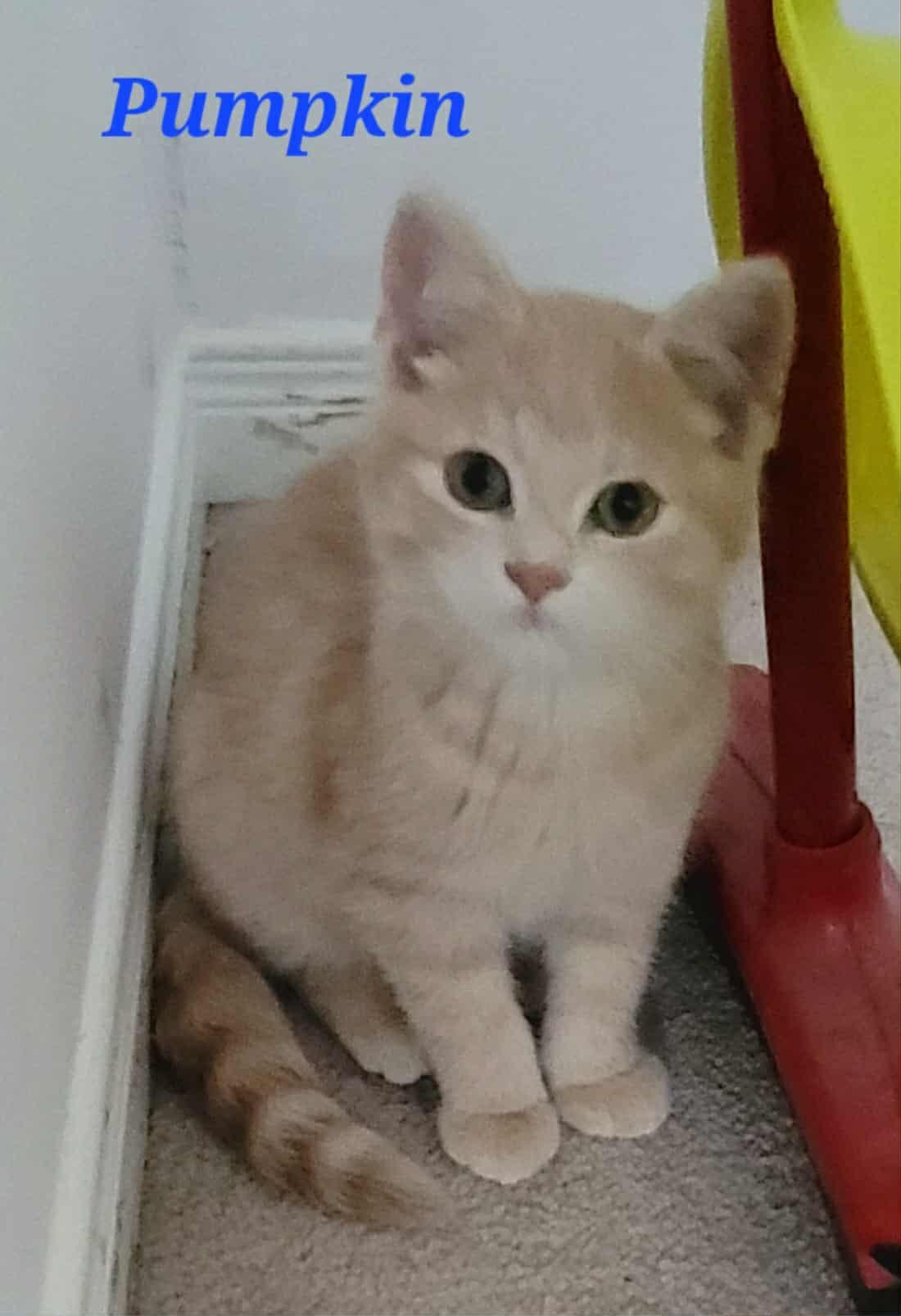 Enlarge Pumpkin, an adoptable Domestic Short Hair in Kitchener, ON image 2/2