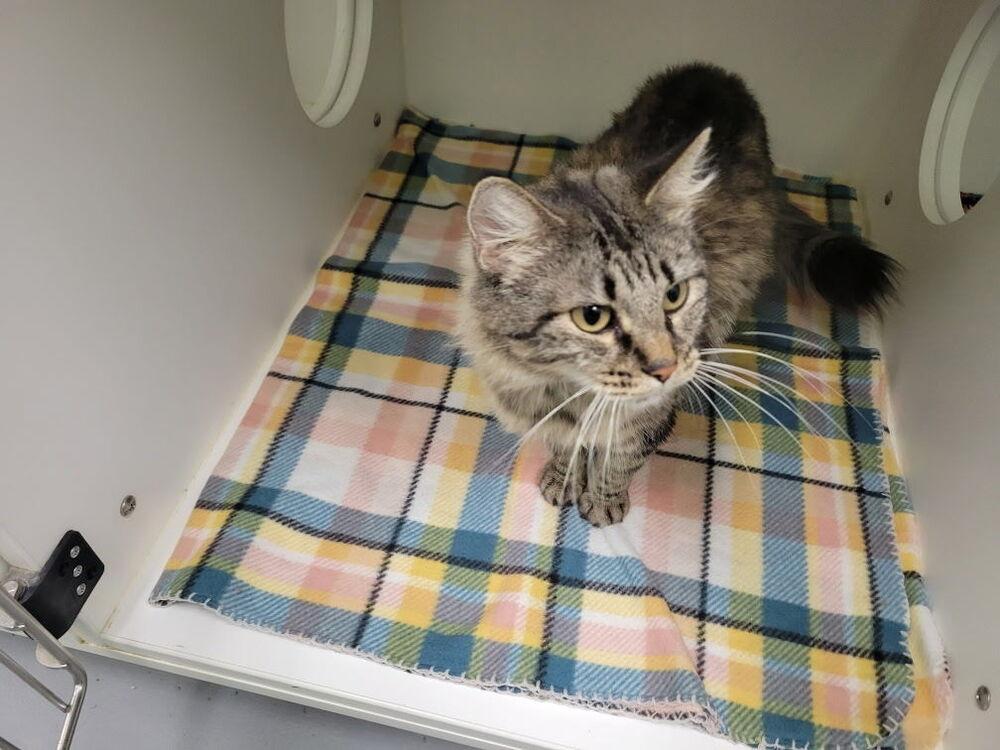Brooklyn, Adoptable, Adult Female Domestic Long Hair.