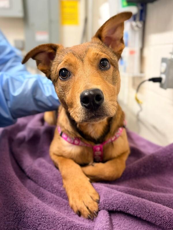 Mayci, a Adoptable mixed breed in Fruit Heights, UT image 1/3