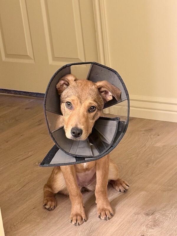 Mayci, a Adoptable mixed breed in Fruit Heights, UT image 2/3