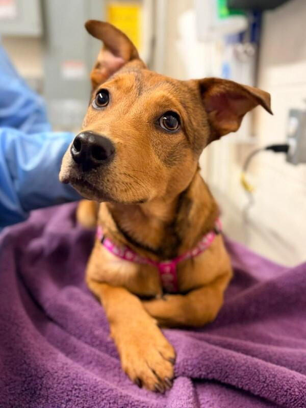 Mayci, a Adoptable mixed breed in Fruit Heights, UT image 3/3