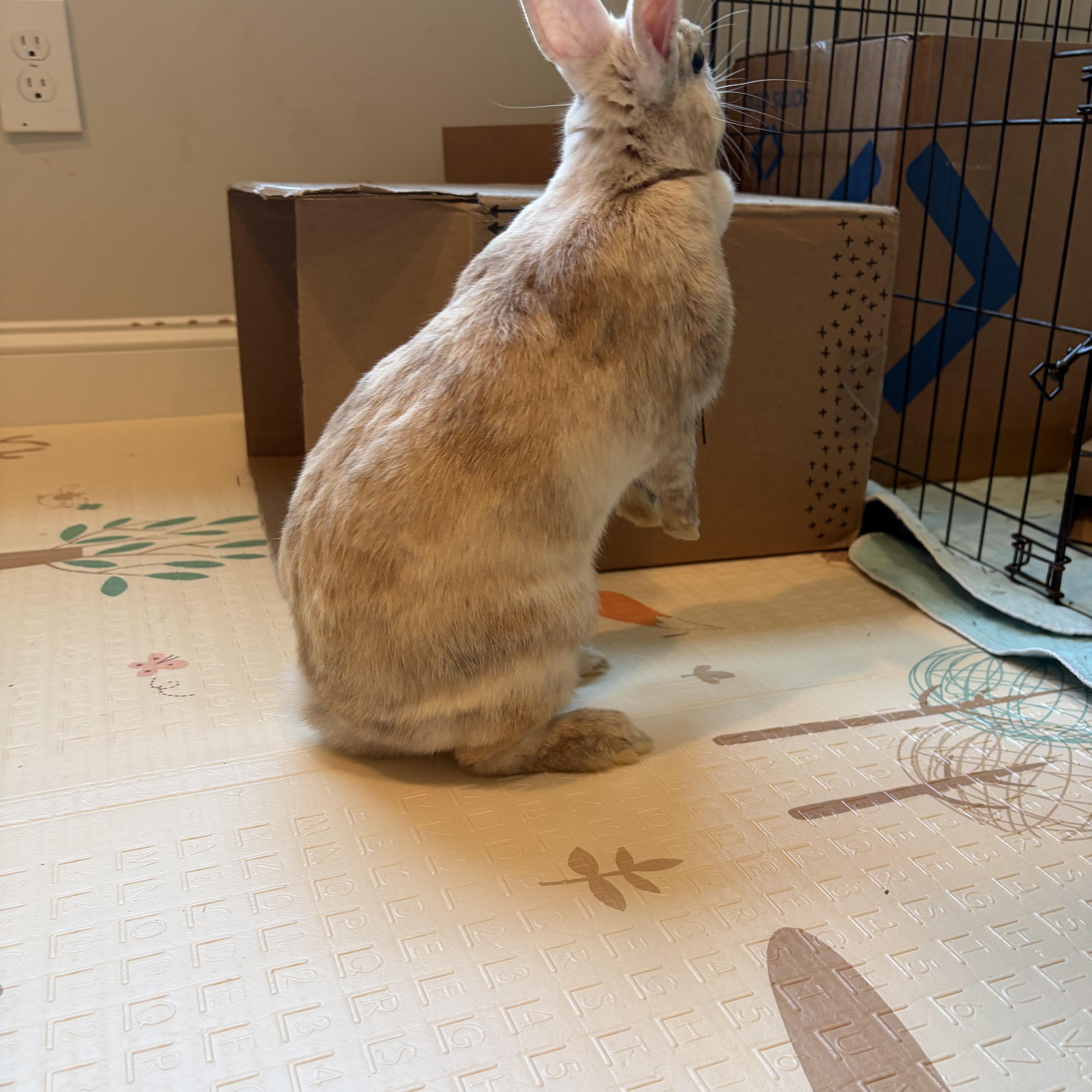 Enlarge Posh & Spice, a Adoptable mixed breed in Bishopville, SC image 4/4