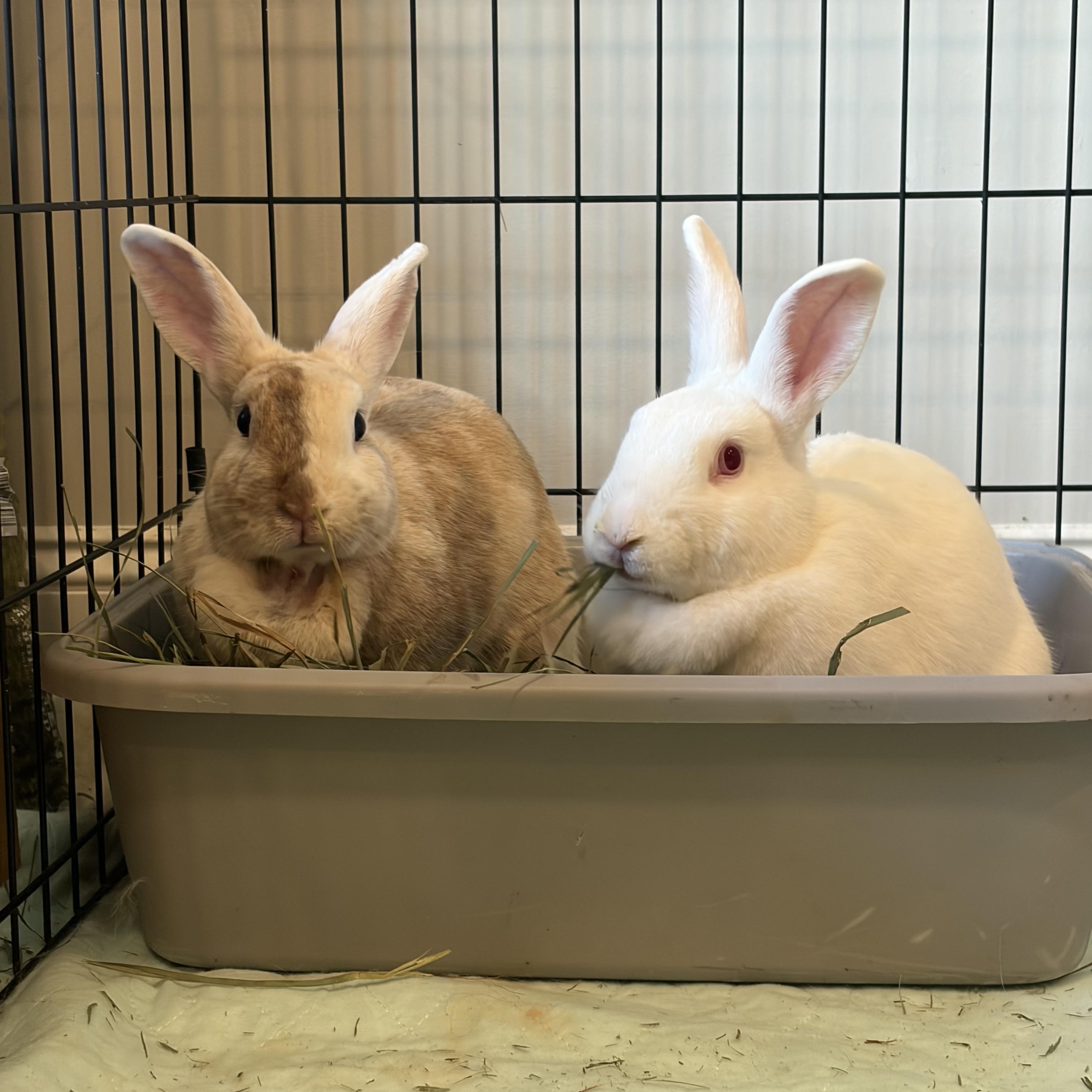 Enlarge Posh & Spice, a Adoptable mixed breed in Bishopville, SC image 1/4