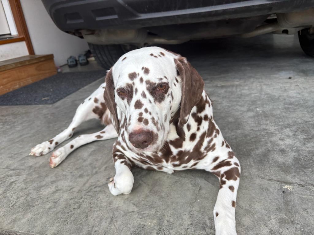 Lily-ADOPTION PENDING, a ADOPTABLE Dalmatian in Hamilton, OH image 5/6