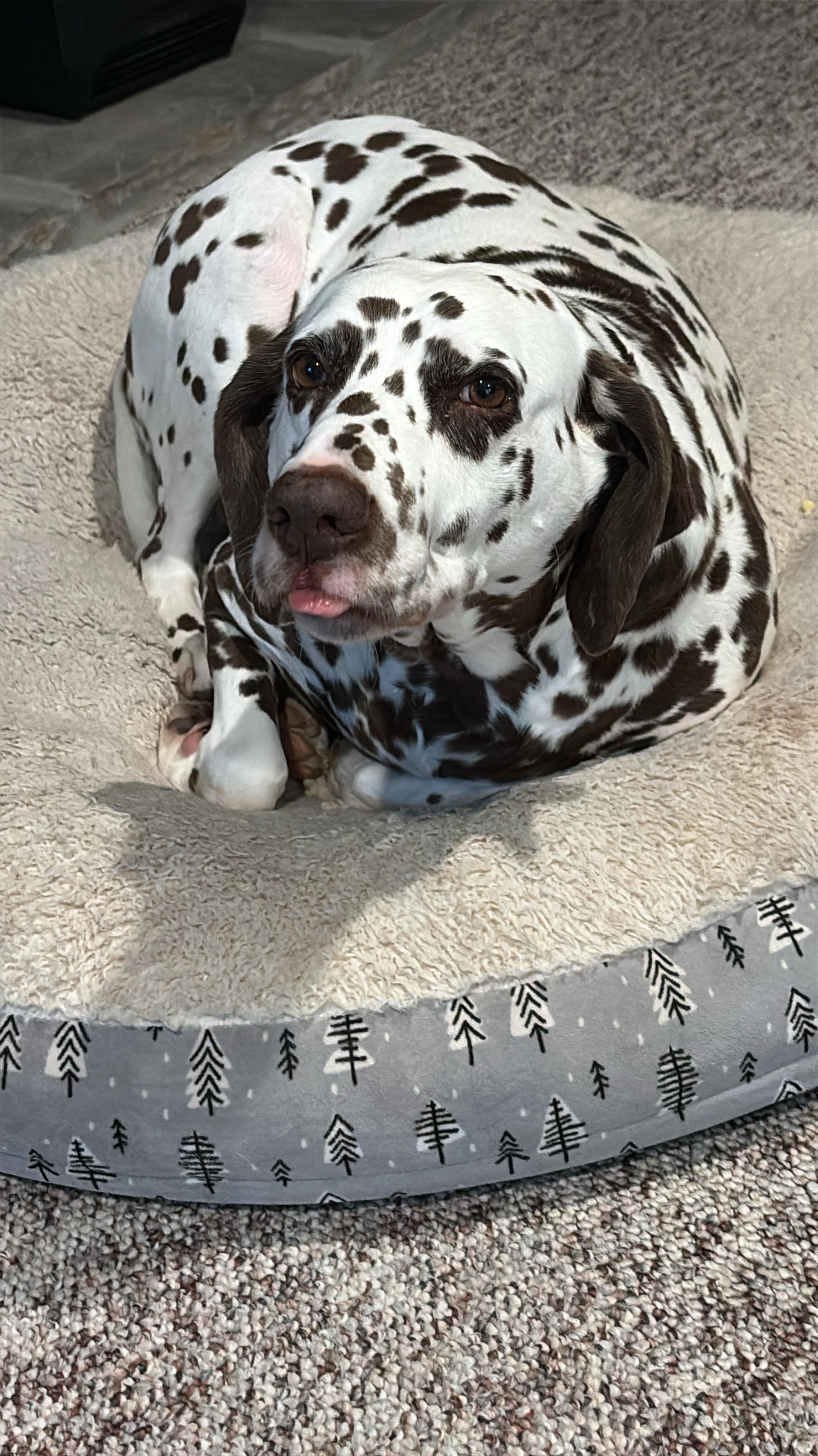 Lily-ADOPTION PENDING, a ADOPTABLE Dalmatian in Hamilton, OH image 3/6