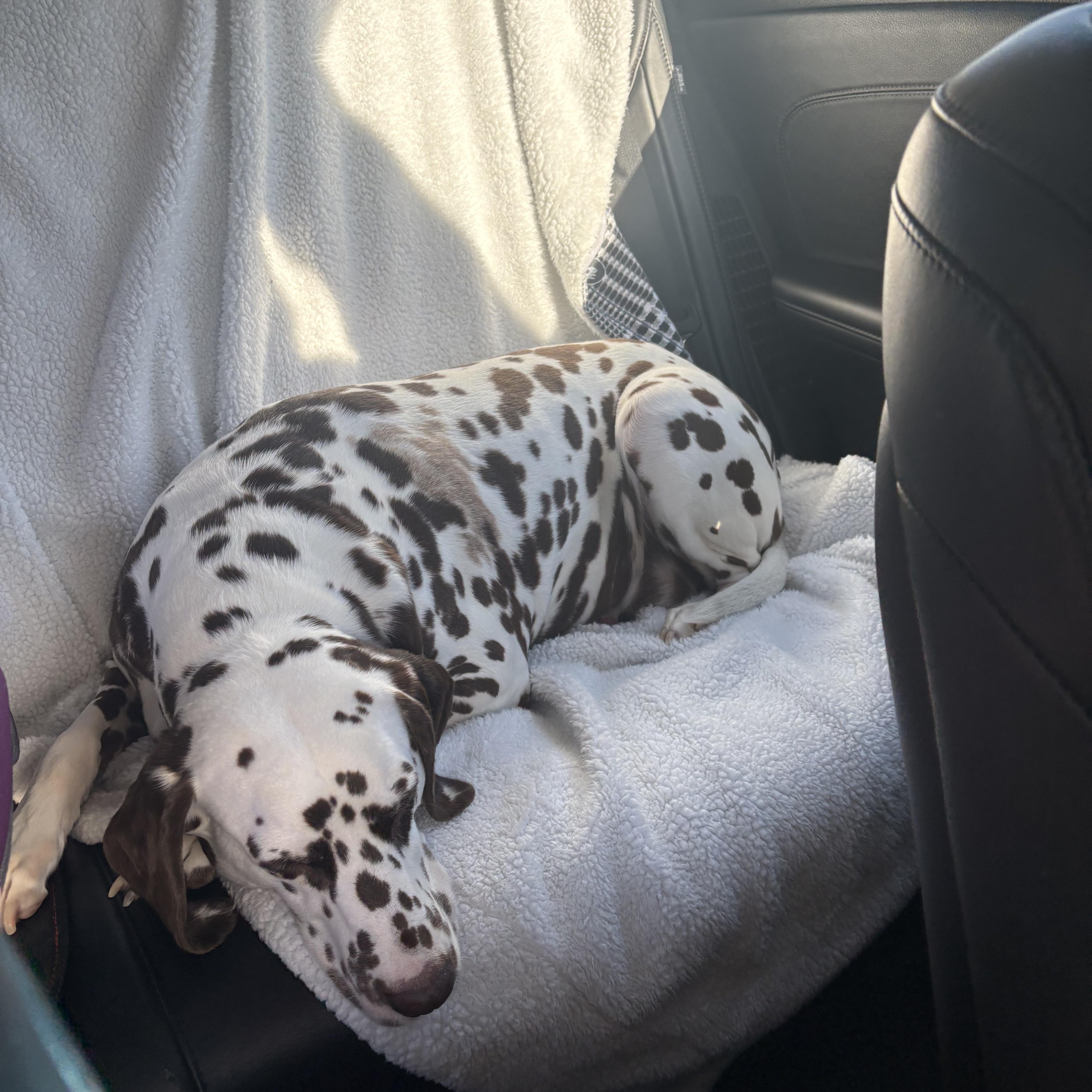 Lily-ADOPTION PENDING, a ADOPTABLE Dalmatian in Hamilton, OH image 4/6